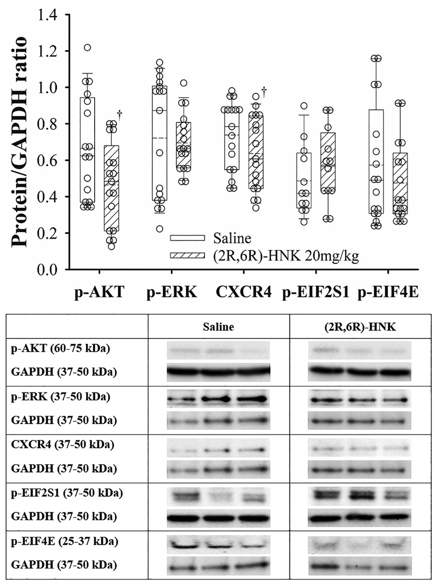 Box plots and western blot images compare expression levels of phosphorylated AKT (p-AKT), phosphorylated ERK (p-ERK), CXCR4, phosphorylated EIF2S1 (p-EIF2S1), and phosphorylated EIF4E (p-EIF4E) normalized to GAPDH between saline- and (2R,6R)-HNK-treated groups. Striped bars represent the HNK group. Statistically significant reductions (‡) are observed for p-AKT and CXCR4 in the HNK-treated group. Western blot bands confirm reduced intensity for these proteins following HNK treatment, while other targets show similar expression across conditions. Molecular weight ranges are labeled for each target protein and corresponding GAPDH controls.