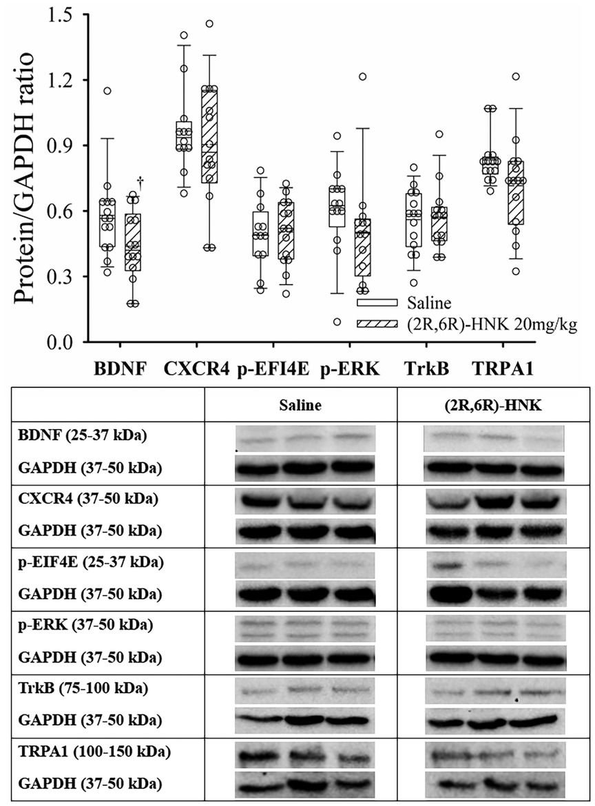 Box plots and western blot images display protein expression normalized to GAPDH for BDNF, CXCR4, phosphorylated EIF4E (p-EIF4E), phosphorylated ERK (p-ERK), TrkB, and TRPA1 in saline- and (2R,6R)-HNK-treated groups. Striped bars represent the (2R,6R)-HNK group. A significant decrease in BDNF is observed in the HNK group (‡), while other proteins show no notable differences. Western blot images corroborate the quantitative data, with reduced BDNF band intensity in HNK-treated samples. Molecular weight ranges for each protein and corresponding GAPDH controls are indicated.