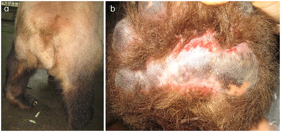 Panel a shows the hindquarters of a giant panda. Panel b provides a close-up of the left paw pad of a giant panda, which shows obvious irritation or damage.