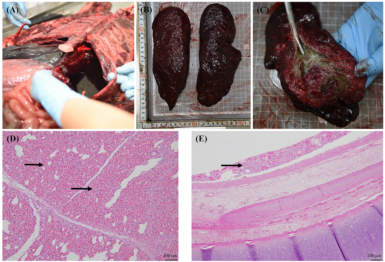 Panel A shows bloody fluid in the thoracic cavity of a stranded spotted seal. Panel B displays congested and underinflated lungs on a measurement grid. Panel C depicts trachea and bronchi covered with yellow to dark green muddy substances. Panel D illustrates a microscopic view of severe diffuse pulmonary congestion (arrow) and reduced alveolar cavity. Panel E shows a close-up of tracheal mucosa with foreign material indicated by arrow.