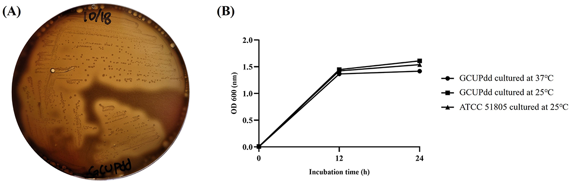Panel A shows petri dish with bacterial colonies labeled 10/18 and GCUPdd demonstrating strong beta-hemolysis on sheep blood agar. Panel B displays line graph showing bacterial growth measured by optical density at 600 nm over 24 hours for three cultures: GCUPdd at 25C, GCUPdd at 37C, and ATCC 51805 at 25C. All lines show rapid growth until 12 hours, then plateauing.