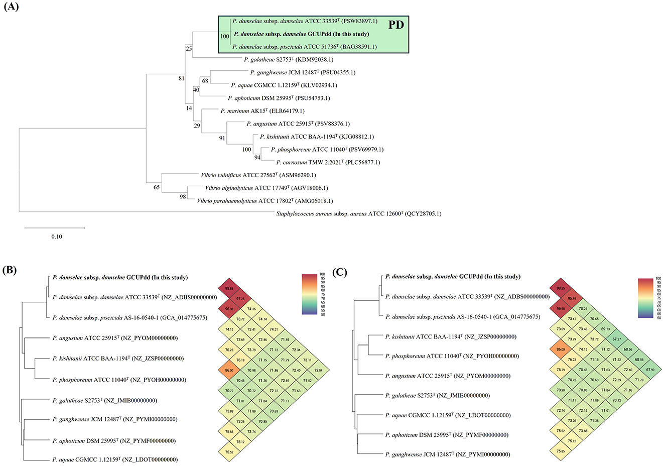 Phylogenetic analysis with three sections. Panel A presents a maximum likelihood tree showing the evolutionary relationships among Photobacterium species, with P. damselae subgroup highlighted in green. Panels B and C represent two orthoANI heatmaps displaying genetic similarity scores for chromosome I (B) and chromosome II (C) respectively, with color gradients from green to red indicating low to high similarity values. Both heatmaps compare multiple P. damselae strains and related species.