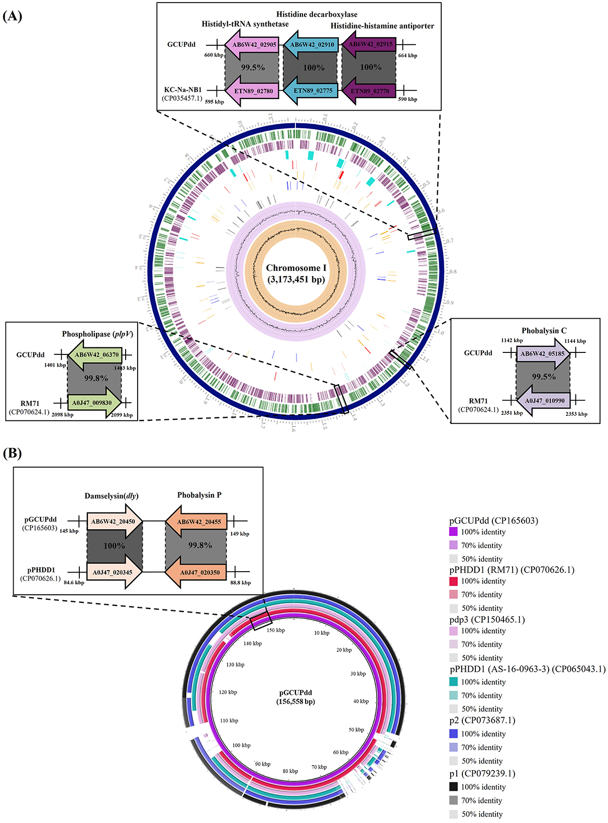 Panel A displays a circular maps of Chromosome I from strain GCUPdd, highliting key genes such as histidyl-tRNA synthetase and histidine decarboxylase, with identity percentages shown by color coding. Enlarged sections zoom highlight genes like phospholipase and phobalysin C. Panel B presents plasmid comparisons between pGCUPdd and reference pPHDD1, including enlarged views of toxins damselysin and phobalysin P. Identity levels are color-coded, with an accompanying legend, and Inner rings display base pair positions and genetic markers.