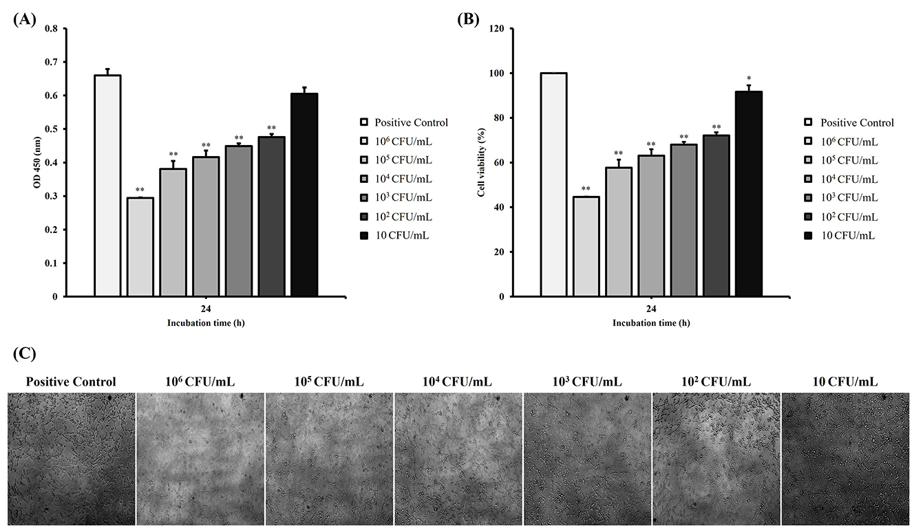 The figure includes three panels analyzing microbial concentration effects and cell images. Panel A shows a bar chart of optical density at 450 nm for six microbial concentrations measured after 24 hours. Panel B presents a bar chart of cell viability percentage under identical conditions, with statistical annotations. Panel C provides microscopic images of cells exposed to increasing microbial concentrations, (from control up to 10^8 colony forming units per milliliter), demonstrating changes in cell density, shape, and integrity. Numerical labels and significance markers are included across the graps.