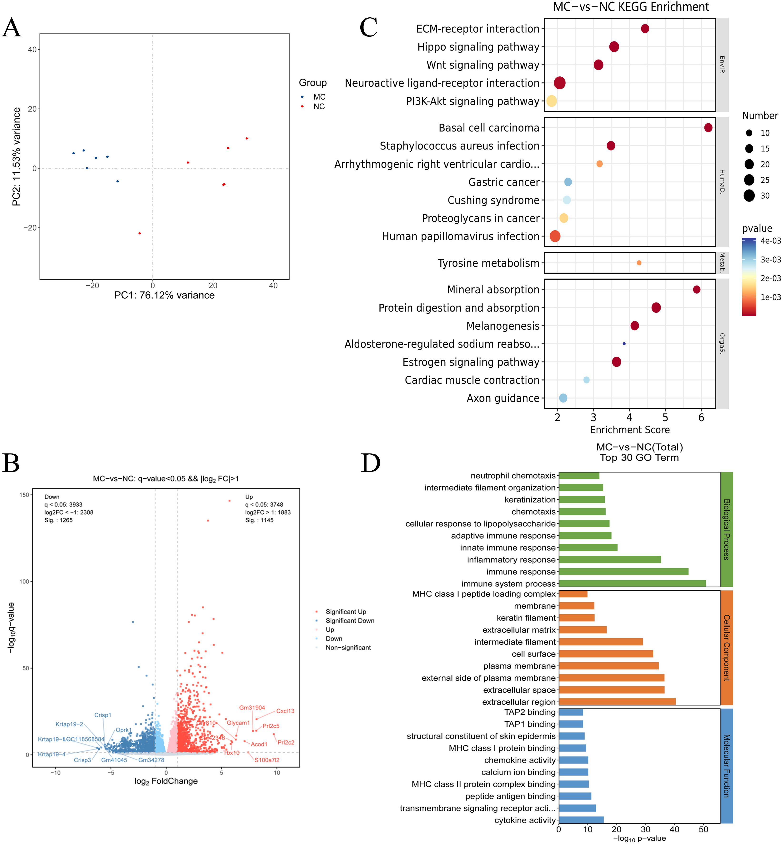 A multi-panel figure displaying results from a bioinformatics analysis. Panel A is a PCA plot showing two groups, MC (blue) and NC (red), with variance percentages on PC1 and PC2 axes. Panel B is a volcano plot indicating significant gene expression changes, with genes colored based on upregulation or downregulation. Panel C is a KEGG enrichment dot plot, showing pathways enriched between MC and NC, with dot size representing the number and color indicating p-value. Panel D presents a bar chart of the top 30 GO terms divided into biological processes, cellular components, and molecular functions, colored to denote categories.