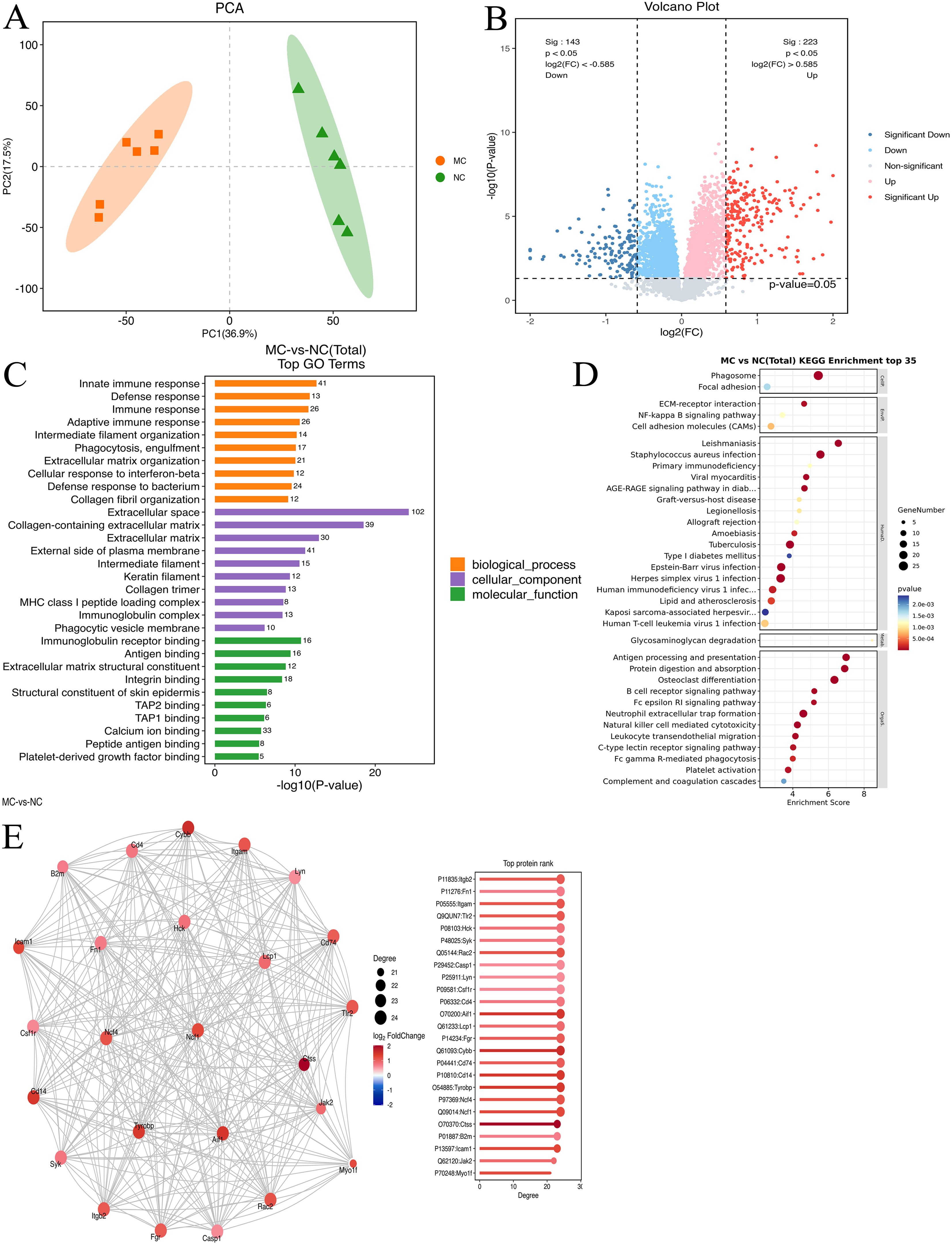 Panel A shows a PCA plot with MC and NC groups distinguished by colors and shapes. Panel B is a volcano plot highlighting significantly up and downregulated genes. Panel C illustrates top GO terms across categories, color-coded by function. Panel D presents KEGG pathway enrichment, with enrichment scores on a bar graph. Panel E features a protein interaction network with node size indicating degree and a chart ranks proteins by degree.