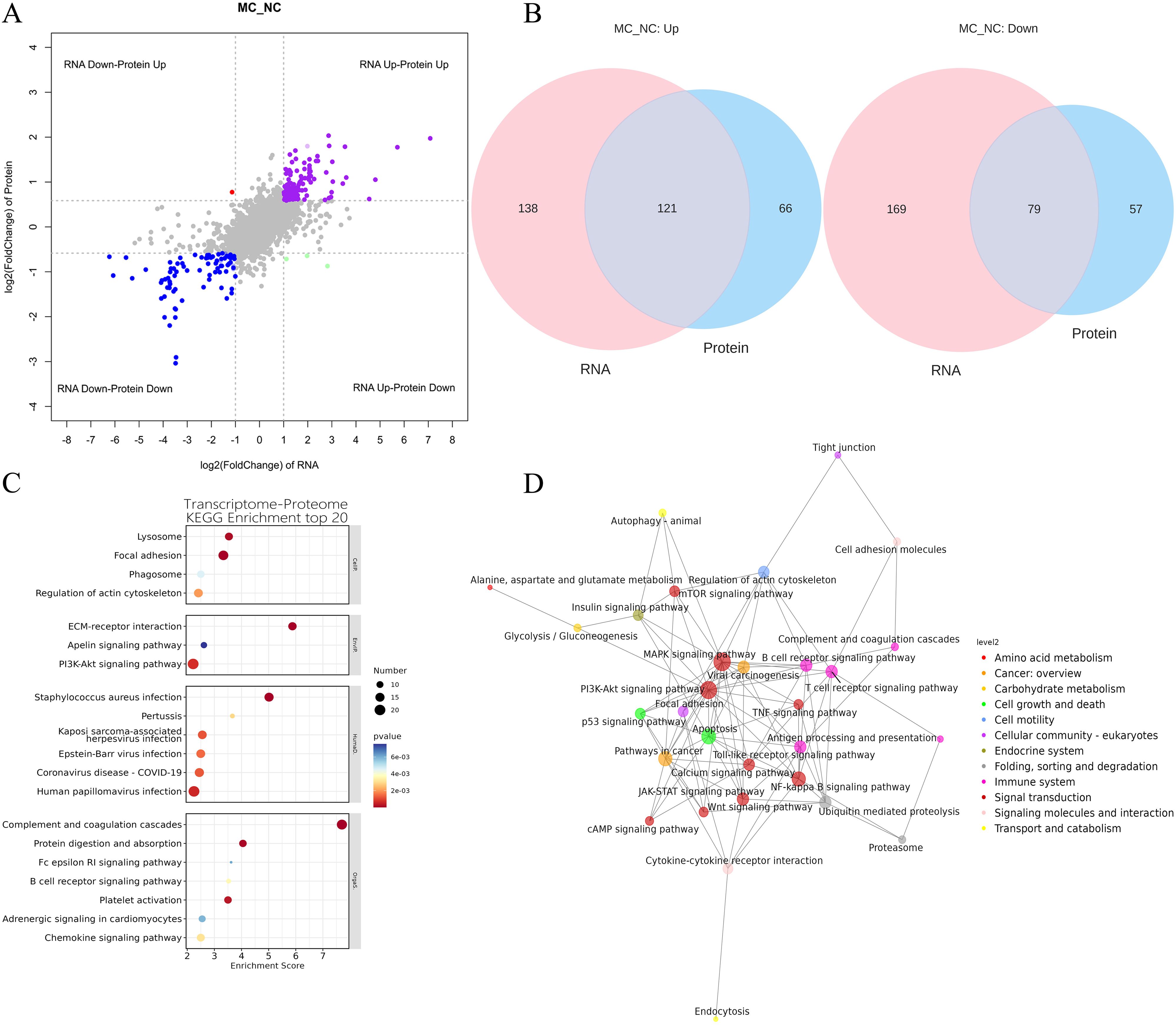 Panel A shows a scatter plot comparing RNA and protein fold changes in MC_NC. Panel B displays Venn diagrams of upregulated and downregulated RNA and proteins, highlighting overlaps. Panel C presents KEGG enrichment scores of top pathways with color-coded p-values. Panel D is a network diagram showing various biological pathways interconnected, color-coded by categories like metabolism and immune system.