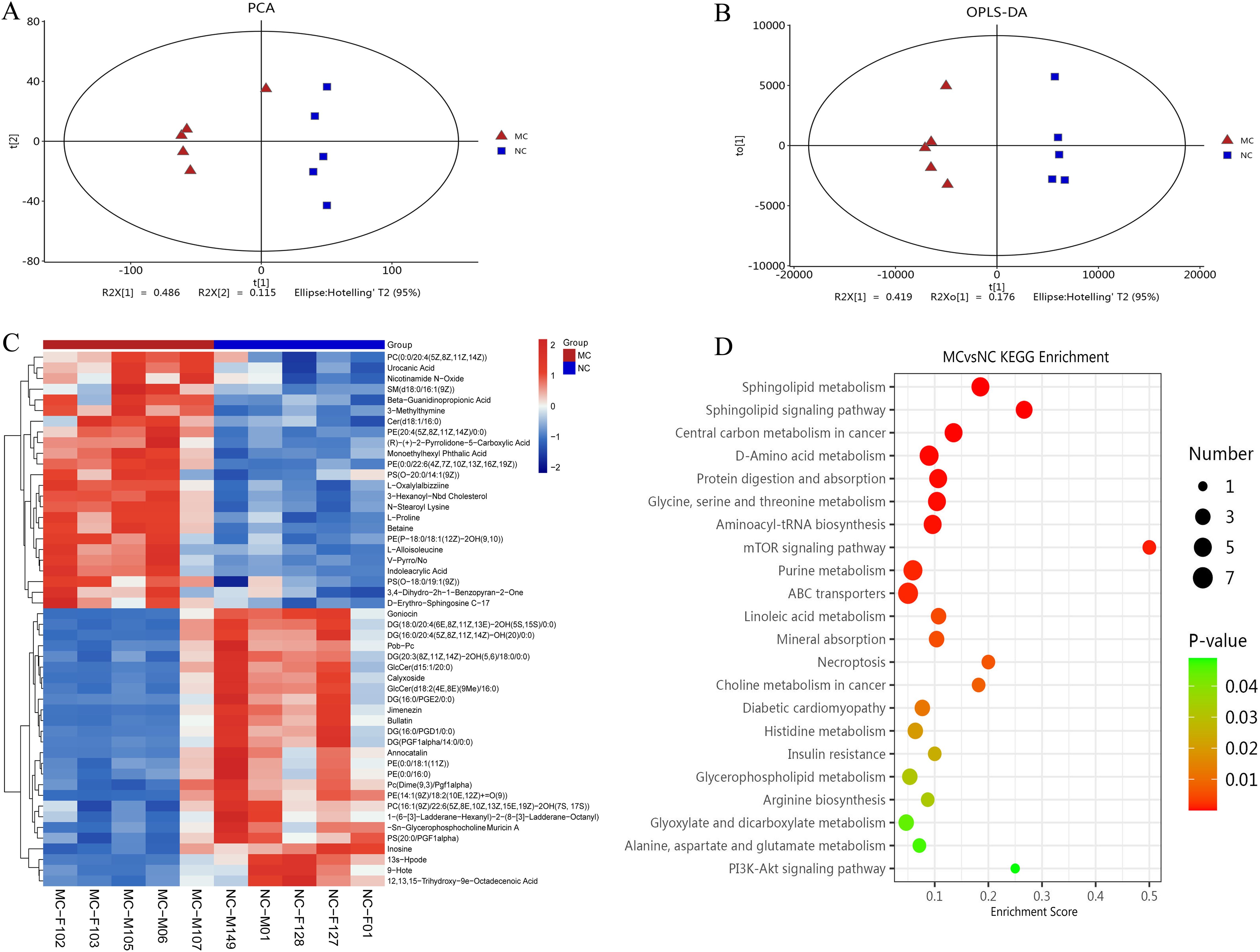 Panel A shows a PCA plot with two groups: MC (triangles) and NC (squares), separated along the R2X axes. Panel B displays an OPLS-DA plot for the same groups with similar separation. Panel C is a heatmap illustrating the expression levels of various metabolites across different samples, with MC and NC groups distinguished by color. Panel D is a dot plot of KEGG enrichment analysis for MC versus NC, showing pathways with varying enrichment scores, dot sizes representing the number of implicated genes, and colors indicating p-values.