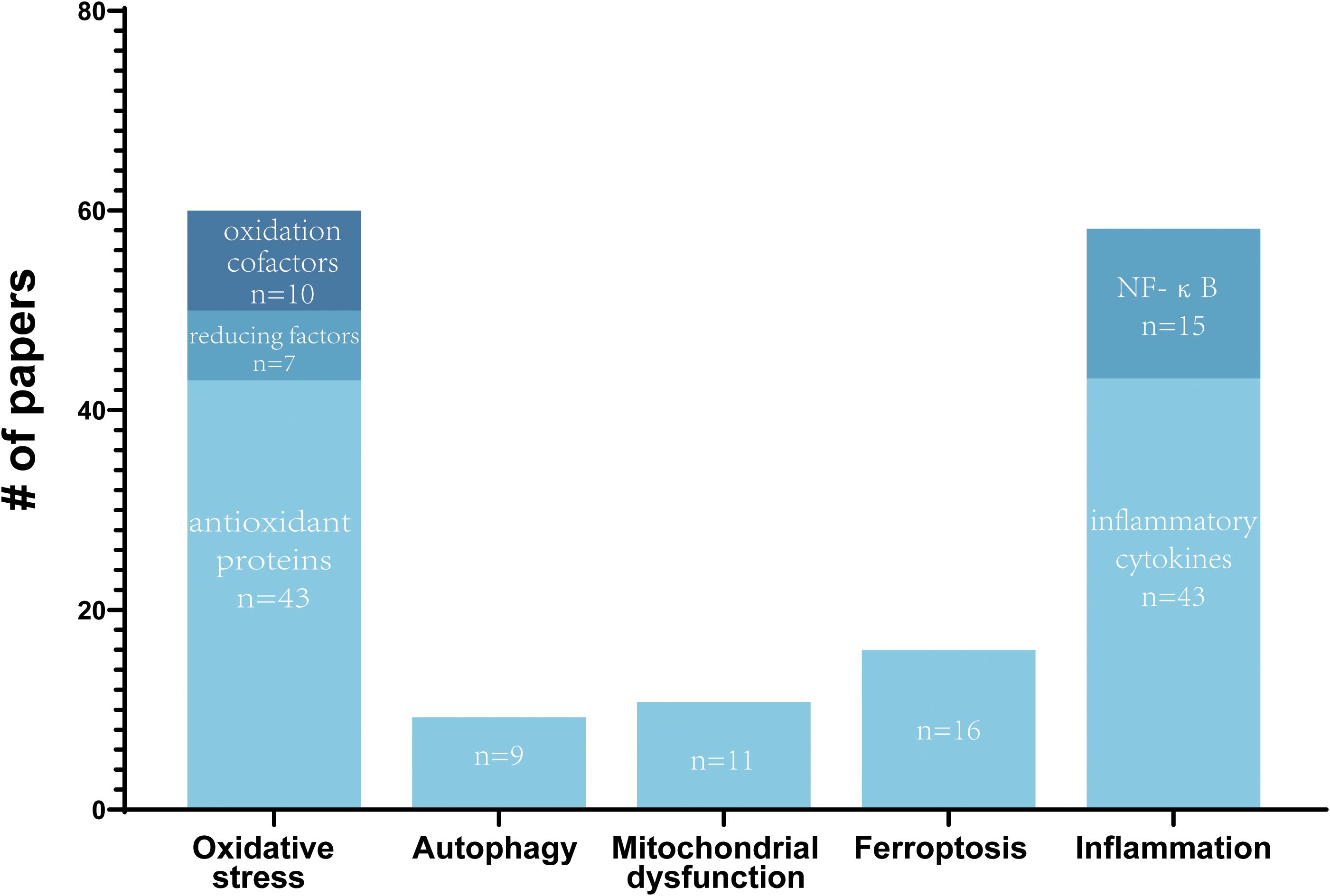 Bar chart depicting the number of research papers on different topics. Oxidative stress: 60 papers (43 antioxidant proteins, 7 reducing factors, 10 oxidation cofactors). Autophagy: 9 papers. Mitochondrial dysfunction: 11 papers. Ferroptosis: 16 papers. Inflammation: 58 papers (43 inflammatory cytokines, 15 NF-kB).