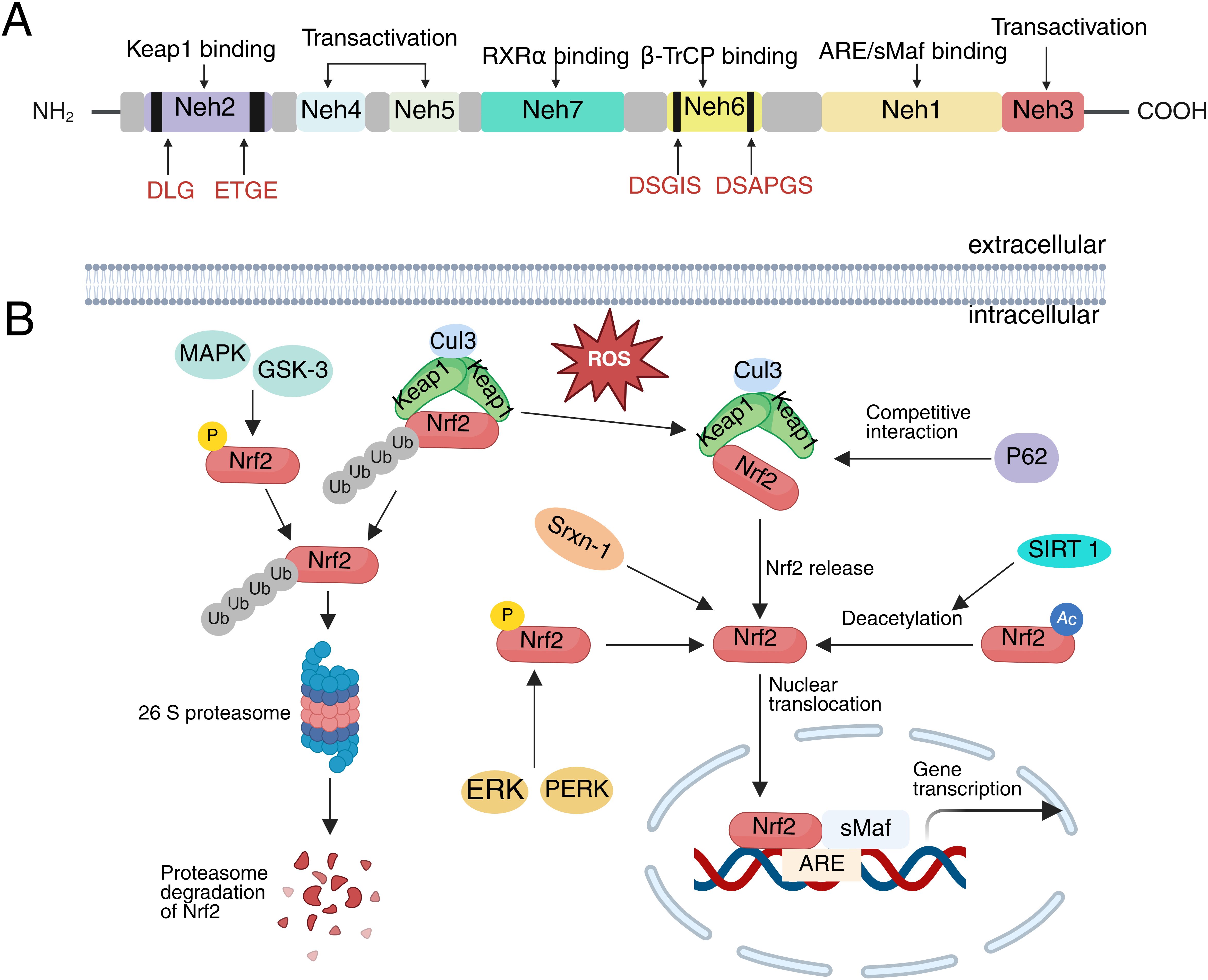 Diagram showing the Nrf2 pathway. Panel A illustrates the structure of Nrf2 with various domains such as Neh2, Neh4, Neh5, Neh6, Neh1, Neh3, and Neh7, highlighting key binding sites. Panel B depicts the regulatory pathway of Nrf2, detailing interactions with proteins like Keap1, P62, SIRT1, and GSK-3, and processes such as phosphorylation, ubiquitination, and nuclear translocation. The flow includes Nrf2 release, translocation to the nucleus, and subsequent gene transcription activation with sMaf at the Antioxidant Response Element (ARE).