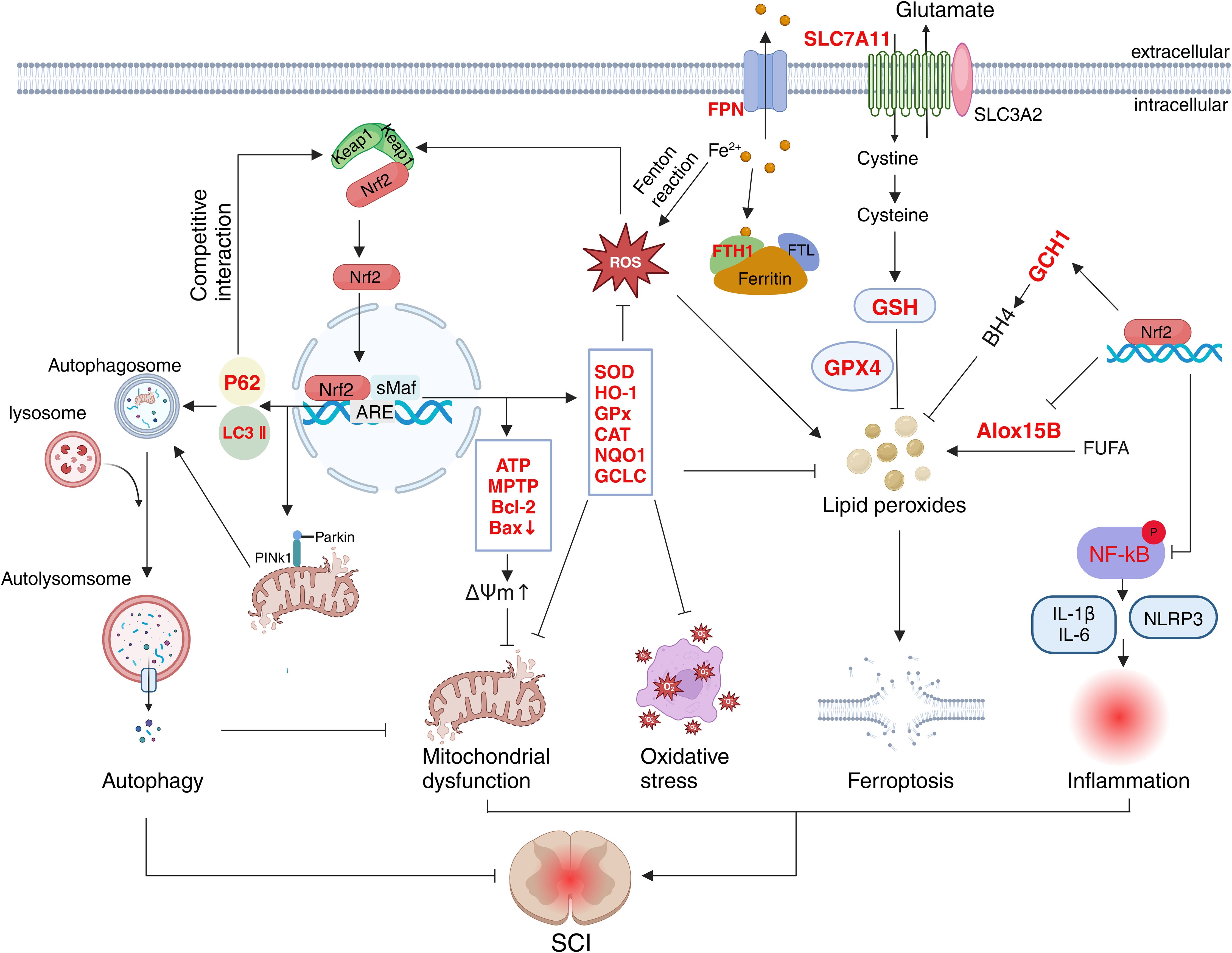 Diagram illustrating the interactions between various cellular processes related to glutamate transport, oxidative stress, autophagy, mitochondrial dysfunction, and inflammation, leading to ferroptosis. Key components include Nrf2, GPX4, and NF-kB, with pathways showing competitive interactions and cellular reactions such as the Fenton reaction. The diagram highlights the roles of different molecules in the processes of autophagy, lipid peroxidation, and the inflammatory response, culminating in spinal cord injury (SCI).