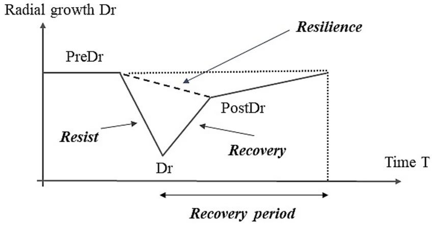 Graph illustrating a tree radial growth dynamics (Dr) over time (T) with phases labeled PreDr, Dr, and PostDr. Key features include Resist, Recovery, Resilience, and Recovery Period. Lines highlight changes in tree radial growth.