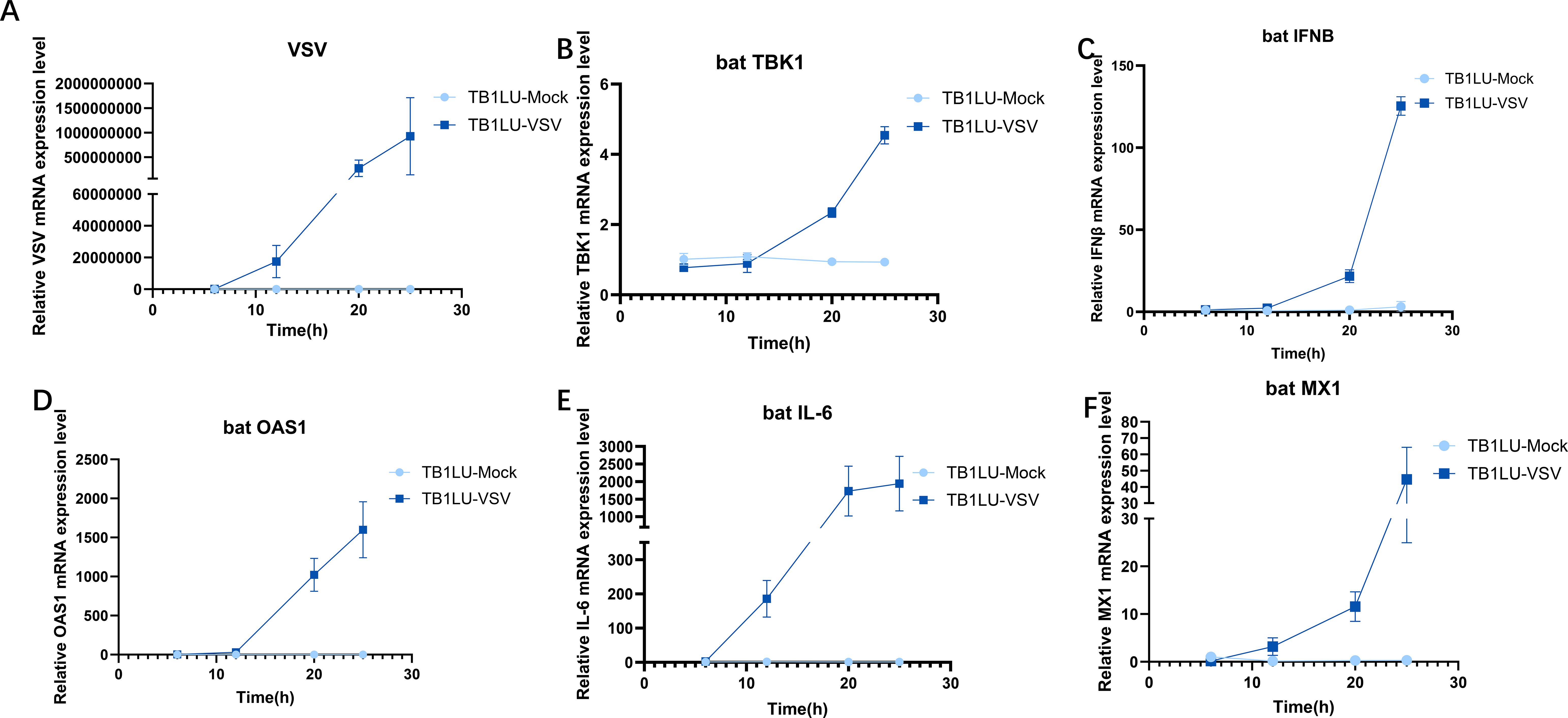 Graphs depict relative mRNA expression levels over 30 hours for different markers in two conditions: TB1LU-Mock and TB1LU-VSV. Each panel (A-F) shows expression trends for VSV, TBK1, IFNB, OAS1, IL-6, and MX1, with TB1LU-VSV showing increased expression compared to TB1LU-Mock. Data indicate a rise in expression over time, particularly after 20 hours.