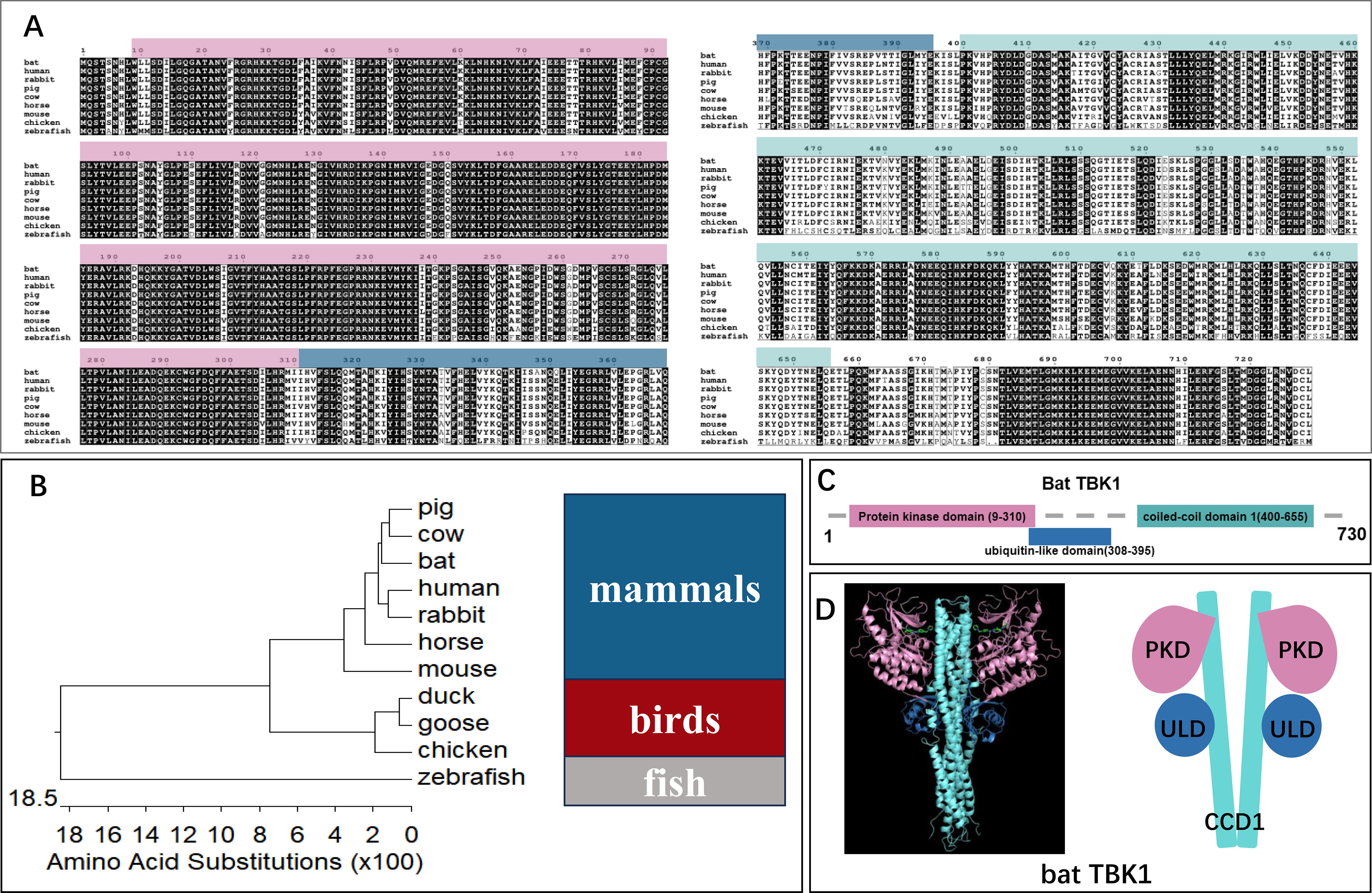 Diagram displaying four panels: Panel A shows an amino acid sequence alignment for various species, highlighting conservation in black. Panel B presents a phylogenetic tree based on amino acid substitutions, categorizing species into mammals, birds, and fish. Panel C outlines the bat TBK1 protein structure with marked domains: protein kinase domain, ubiquitin-like domain and coiled-coil domain 1. Panel D features a 3D model and schematic of bat TBK1, The extensive interactions between PKD, ULD, and CCD1 form a compact TBK1 dimer.