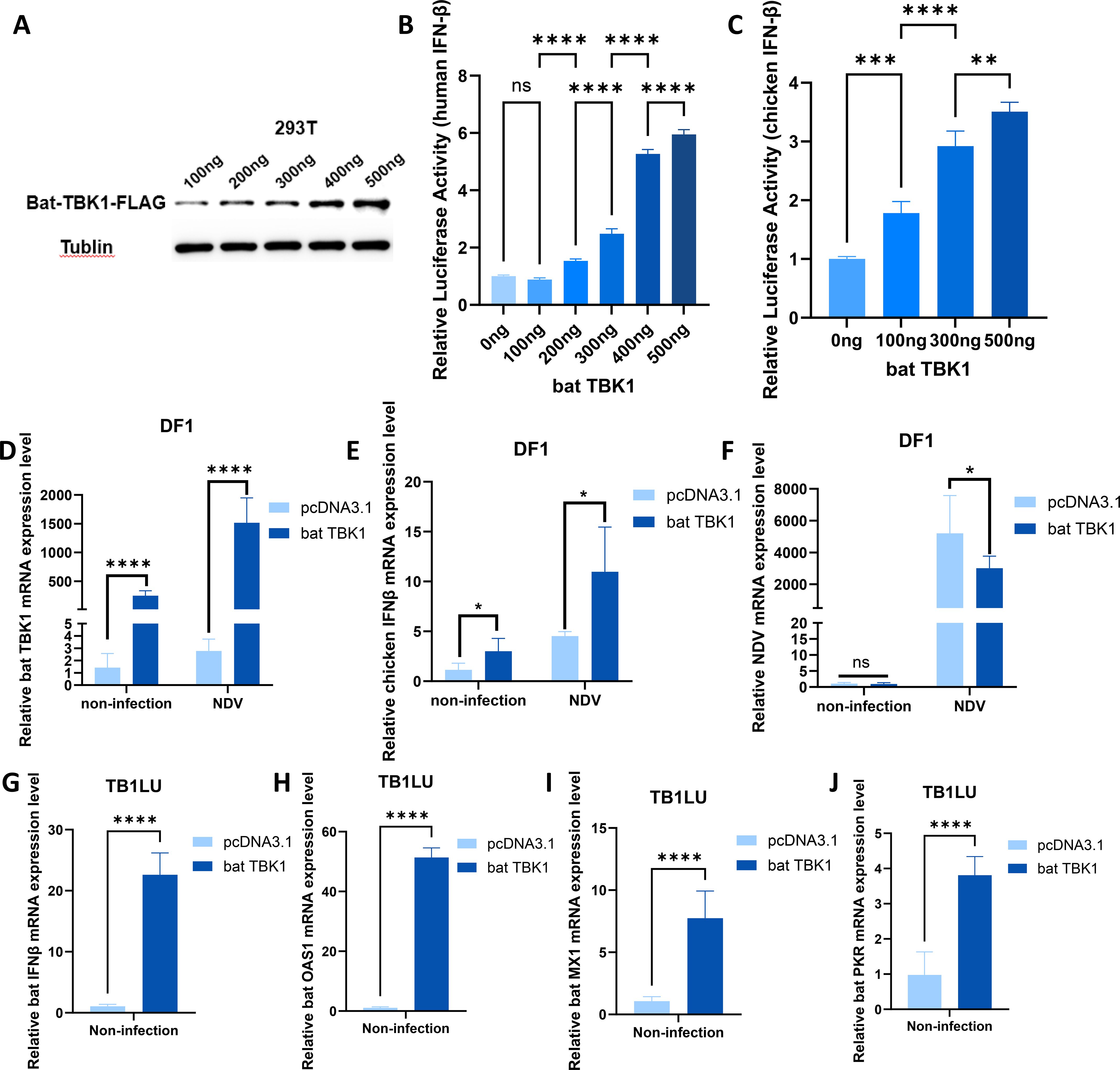 Function of bat TBK1 in antiviral innate immunity. Panel A shows protein bands for bat-TBK1-FLAG and Tubulin in 293T cells with increasing concentrations. Panel B and C display bar graphs of relative luciferase activity in response to bat TBK1 in human and chicken IFN-β reporters. Panels D to J show mRNA expression levels of various genes in DF1 and TB1LU cells under non-infection and NDV infection conditions, comparing pcDNA3.1 and bat TBK1 groups. Stars indicate statistical significance levels.