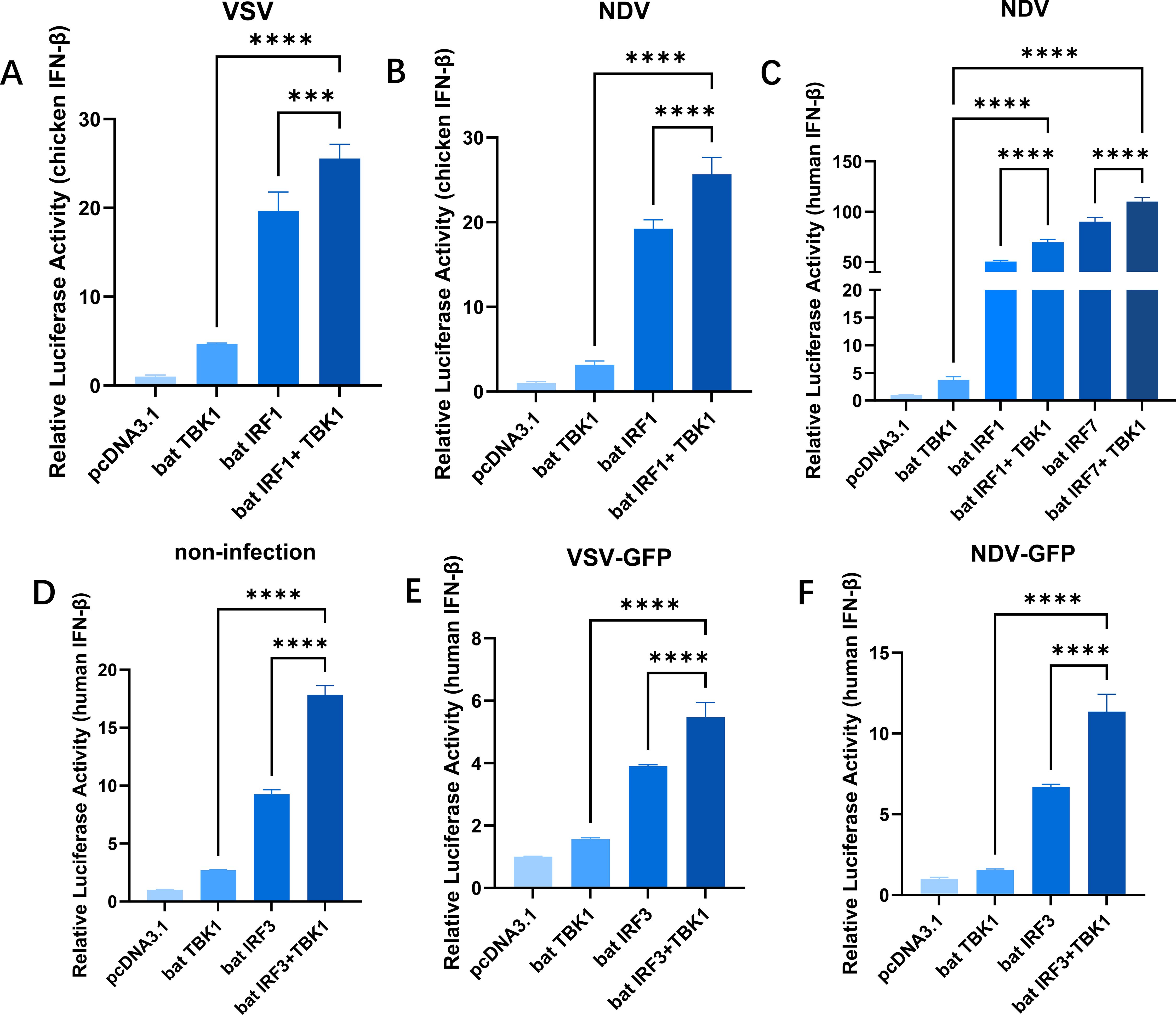 Bar charts labeled A to F depict relative luciferase activity under different conditions. Each chart compares activity across groups labeled pcDNA3.1, bat TBK1, bat IRF1/3, and bat IRF1/3 + TBK1, with significant activity increase indicated by asterisks. Charts A and B show chicken IFN-β activity, while C to F display human IFN-β activity. Specific viral contexts include VSV, NDV, non-infection, VSV-GFP, and NDV-GFP. Error bars indicate variability, and significance is noted by varying numbers of asterisks.