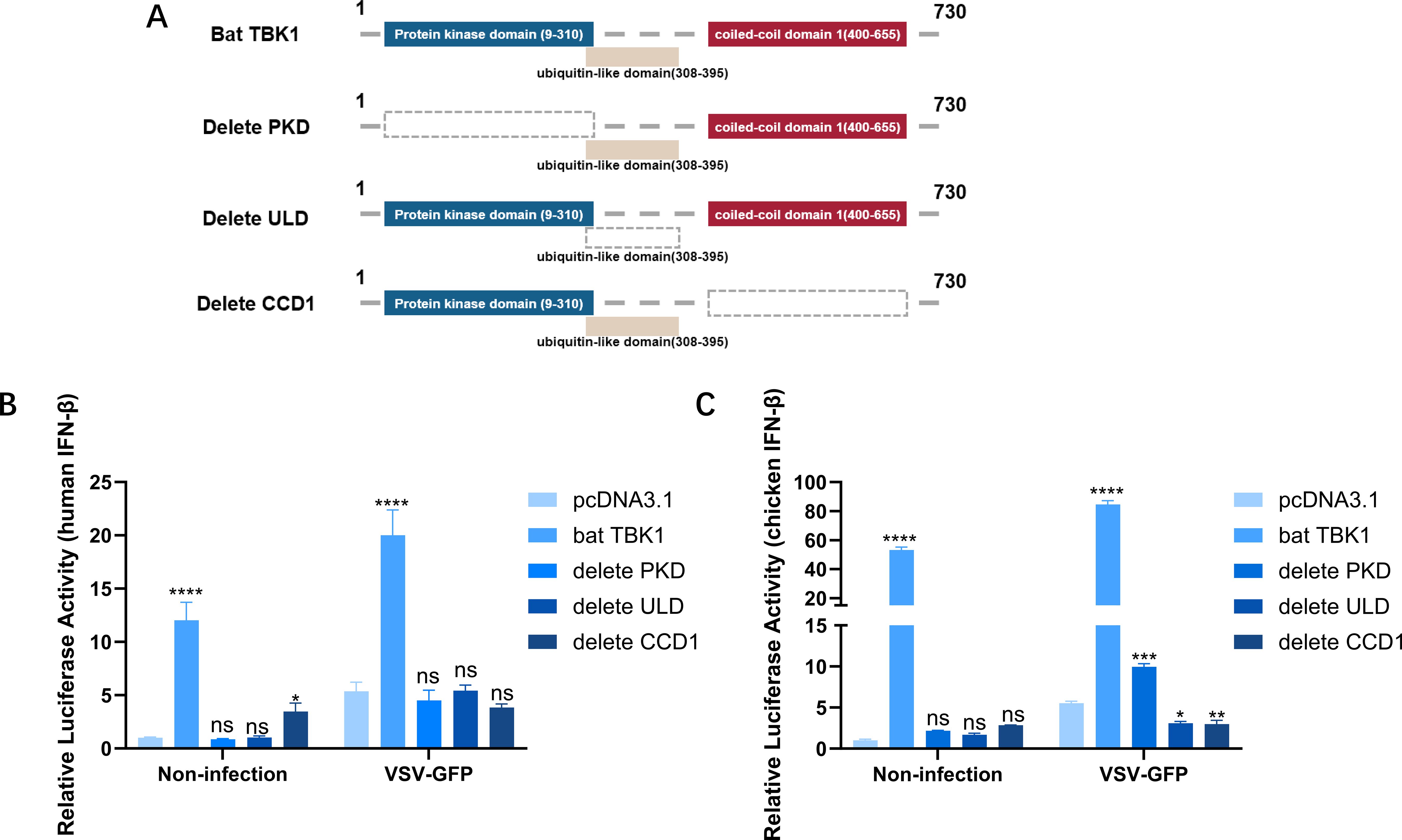 Diagram A shows bat TBK1 protein domains with deletions in PKD, ULD, and CCD1 regions. Bar charts B and C display relative luciferase activity in human and chicken IFN-β, comparing pcDNA3.1 and bat TBK1, with higher activity in non-infected samples and VSV-GFP treatment. Statistical significance is indicated by asterisks.
