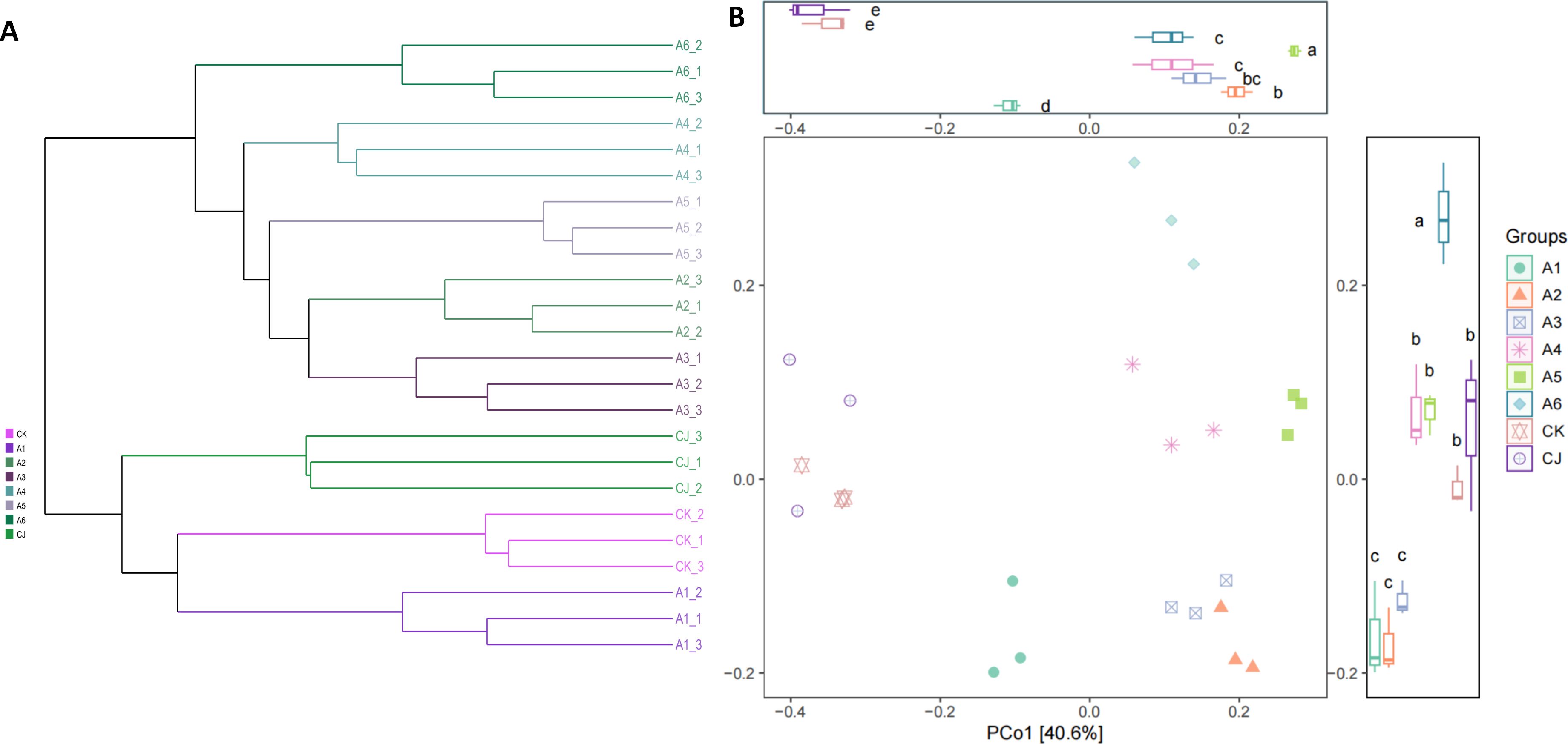 Panel A displays a hierarchical clustering dendrogram of different groups labeled A1, A2, A3, A4, A5, A6, CJ, and CK, using various colored branches. Panel B illustrates a Principal Coordinates Analysis (PCoA) scatter plot with two axes: PCo1 (40.6%) and PCo2 (15.8%). Different shapes and colors represent distinct groups, with box plots summarizing their distributions at the top and right. Distinct groupings and spatial patterns are apparent.