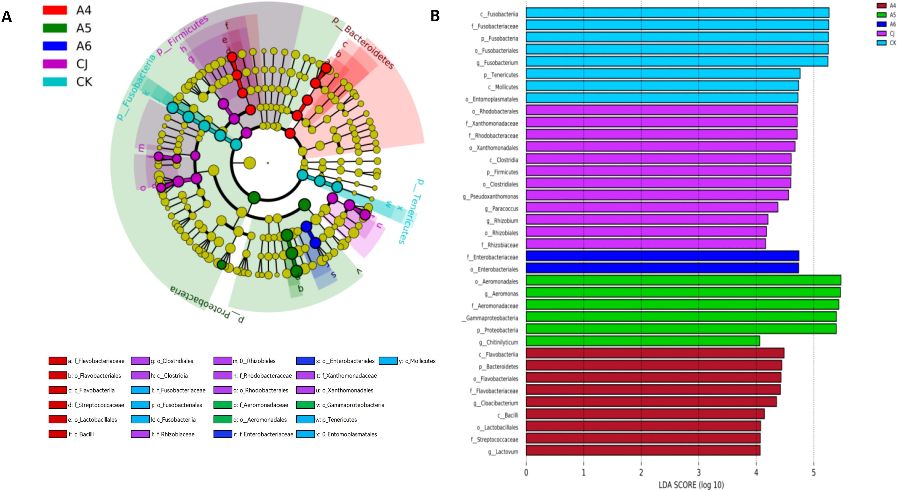 Circular phylogenetic tree labeled with taxonomic groups and colors representing different categories (red, green, blue, purple, cyan). Bar chart showing LDA scores for each taxonomic category, color-coded to match the tree.