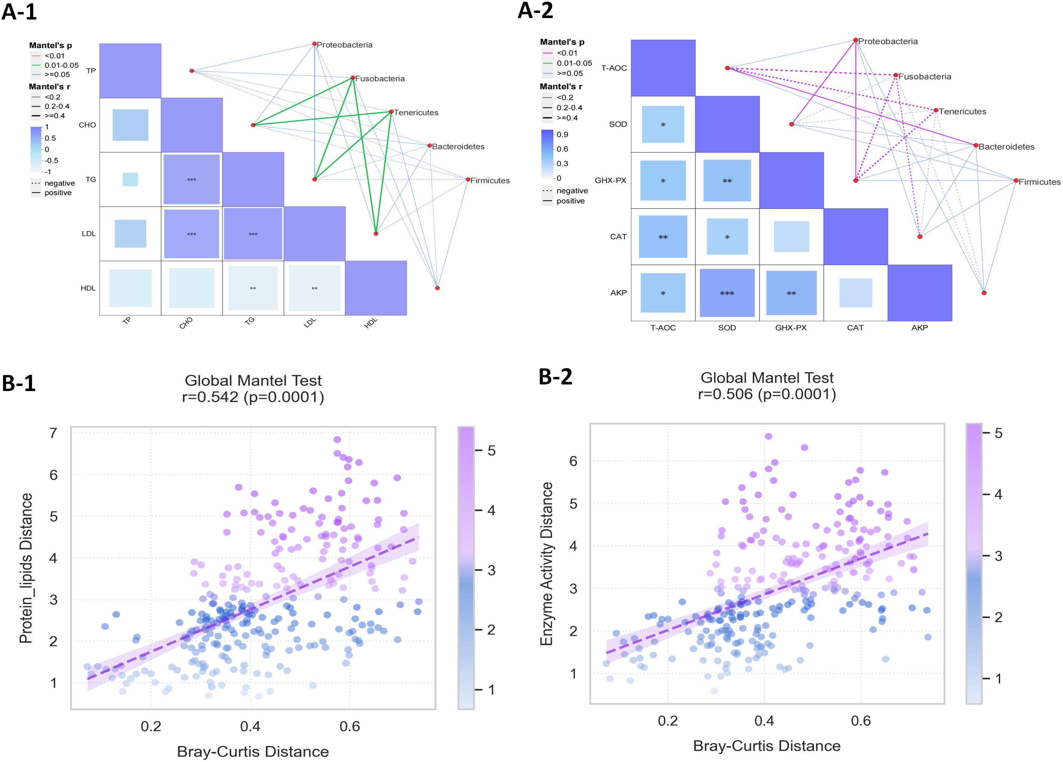 Panel A-1 shows a correlation matrix and network involving bacteria types and cholesterol parameters. Various strengths and significances are indicated by color and asterisks. Panel A-2 presents a similar layout with enzyme activities. Panel B-1 and B-2 display scatter plots correlating Bray-Curtis Distance to Protein-Lipids Distance and Enzyme Activity Distance, respectively, both with positive correlations and p-values of 0.0001.