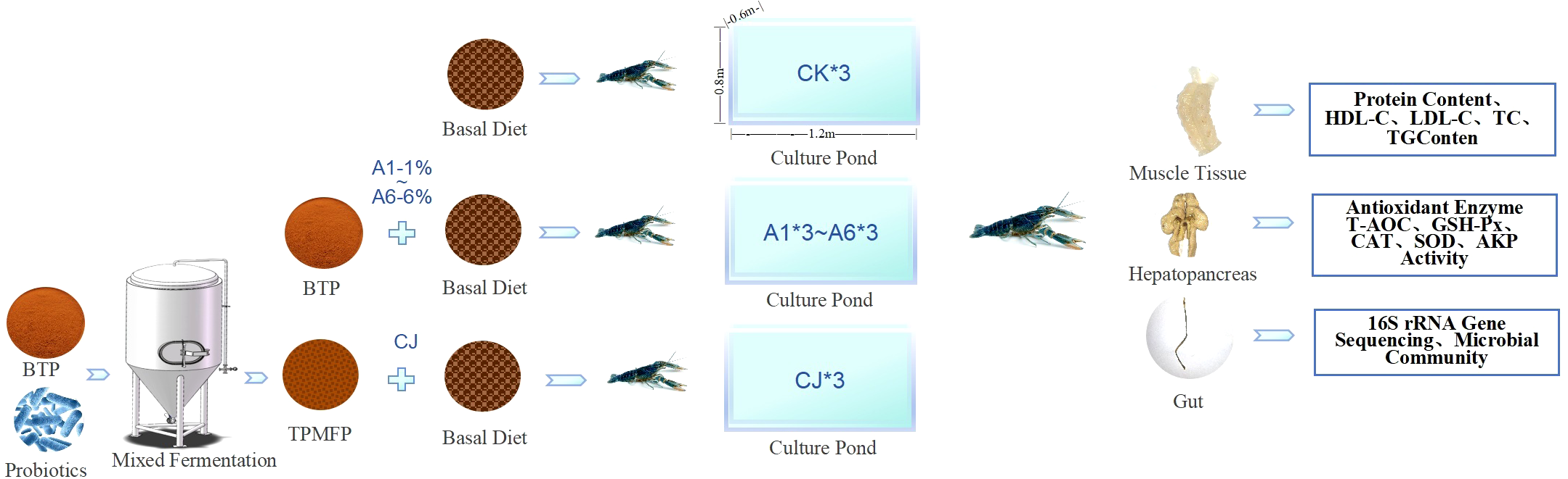 Diagram of a study on crayfish fed with different diets. The process involves probiotics mixed with BTP, leading to TPMFP. Crayfish are fed three diets: Basal, A1-1% to A6-6%, and CJ combined with Basal. These diets are tested in culture ponds, labeled CK, A1 to A6, and CJ. The crayfish muscle, hepatopancreas, and gut are analyzed for protein content, HDL-C, LDL-C, TC, TG, antioxidant enzyme activity (T-AOC, GSH-Px, CAT, SOD, AKP), and microbial community using 16S rRNA gene sequencing.