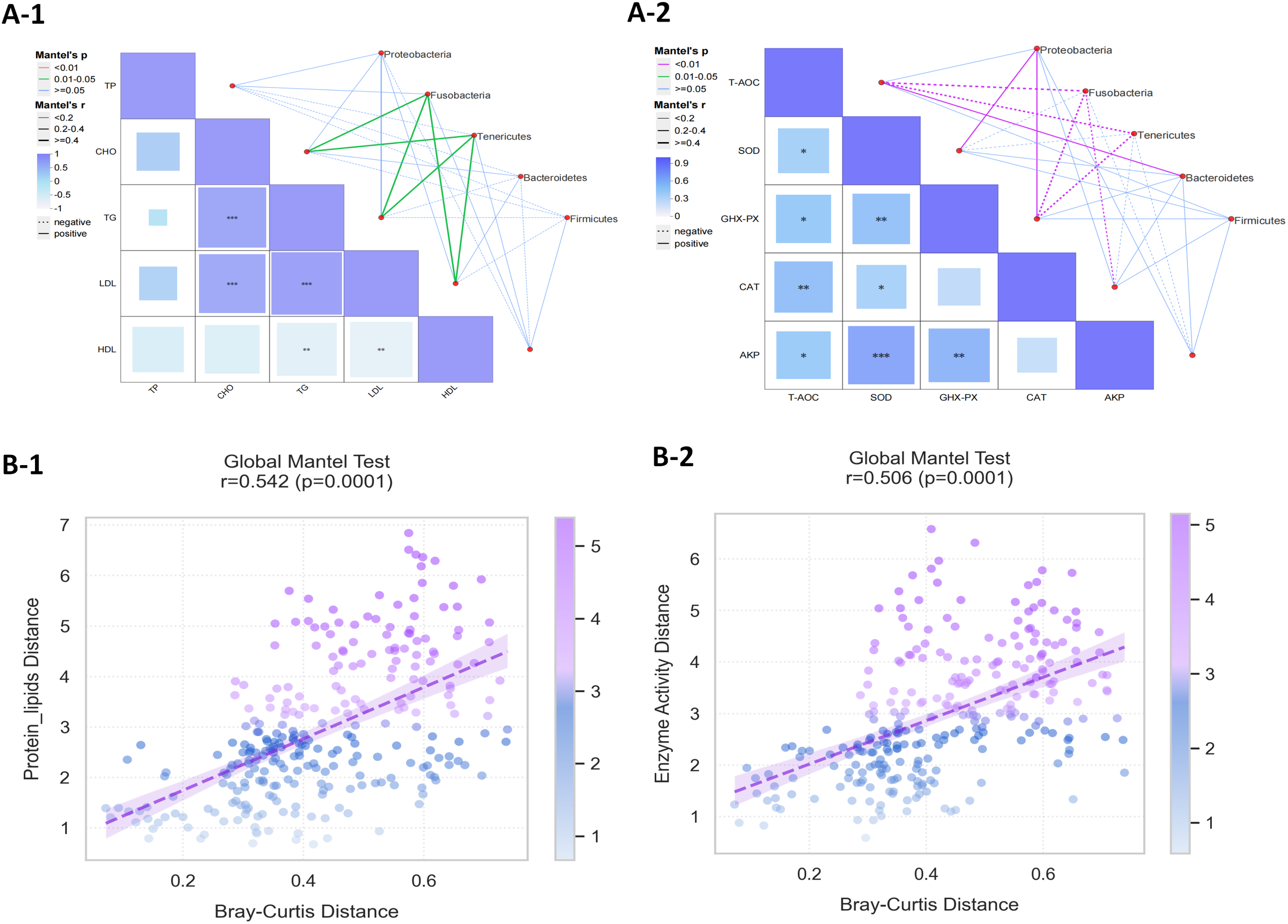 Panel A-1 shows a correlation matrix and network involving bacteria types and cholesterol parameters. Various strengths and significances are indicated by color and asterisks. Panel A-2 presents a similar layout with enzyme activities. Panel B-1 and B-2 display scatter plots correlating Bray-Curtis Distance to Protein-Lipids Distance and Enzyme Activity Distance, respectively, both with positive correlations and p-values of 0.0001.