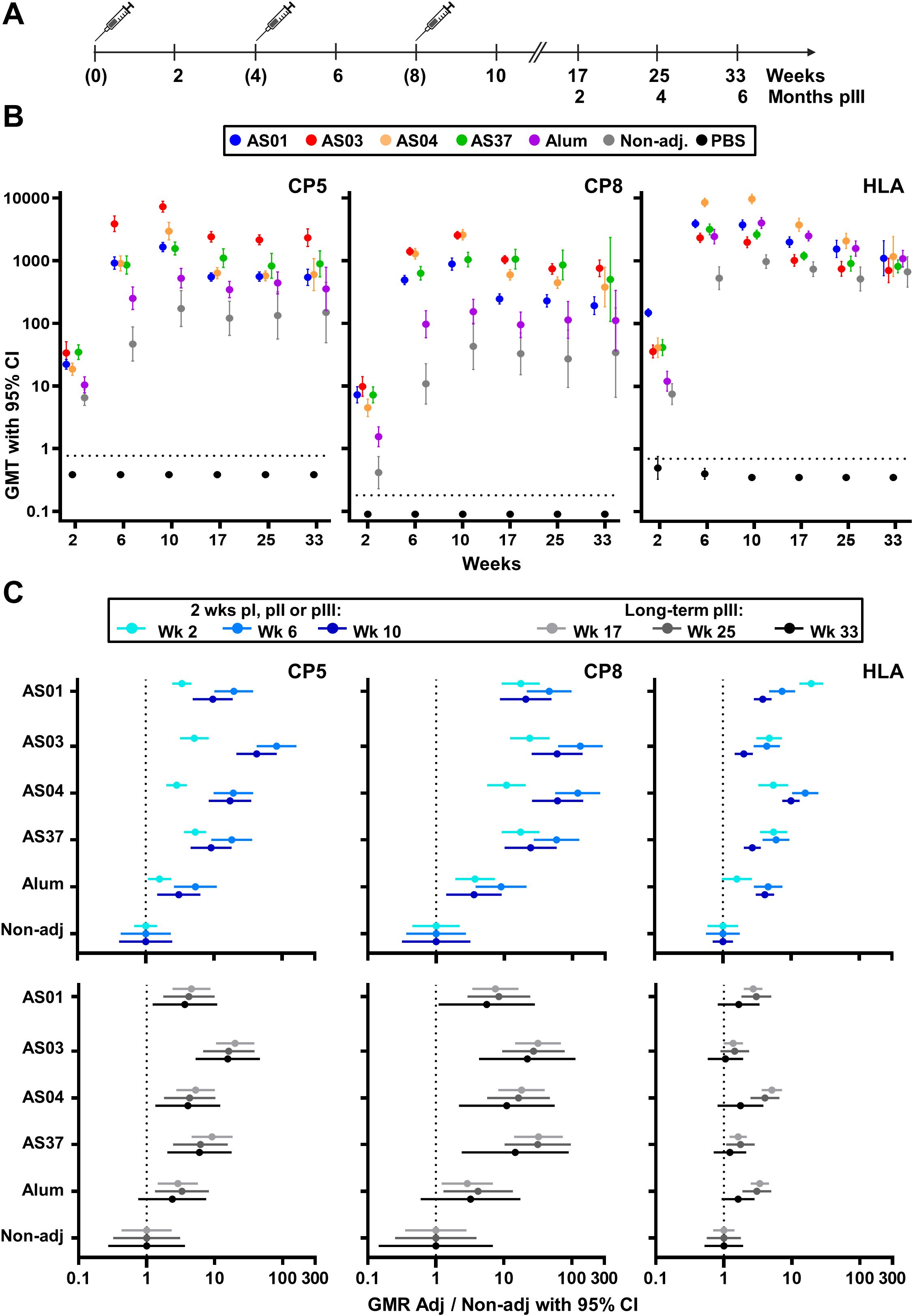 Outlined are three panels representing a vaccination schedule and immune response measurements. Panel A shows a timeline of vaccine administrations at weeks 0, 2, 6, and 8. Panel B depicts geometric mean titers (GMT) with 95% confidence intervals for different adjuvants over 33 weeks across three antigens: CP5, CP8, and HLA. Symbols represent various adjuvants like AS01, AS03, AS04, AS37, Alum, and non-adjuvant controls. Panel C compares geometric mean ratios (GMR) of adjuvanted versus non-adjuvanted groups at multiple time points, using colored dots and lines to visualize data.