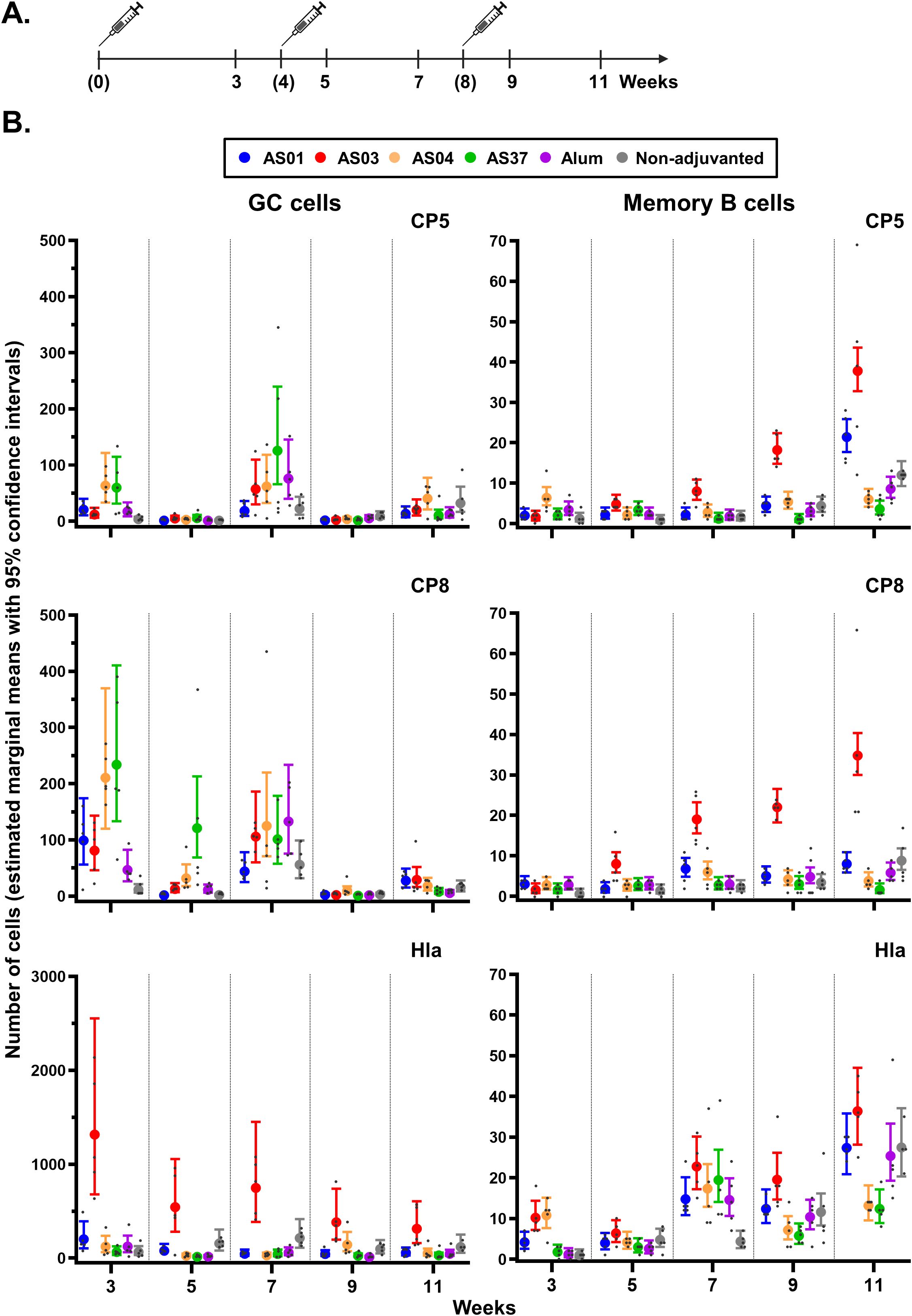 Timeline and series of bar charts. Panel A shows a timeline with syringe icons at weeks 0, 4, and 8. Panel B includes graphs with estimated numbers of GC and Memory B cells at different weeks for CP5, CP8, and Hla. Each graph uses colored points representing AS01, AS03, AS04, AS37, Alum, and Non-adjuvanted samples, with vertical lines indicating confidence intervals.