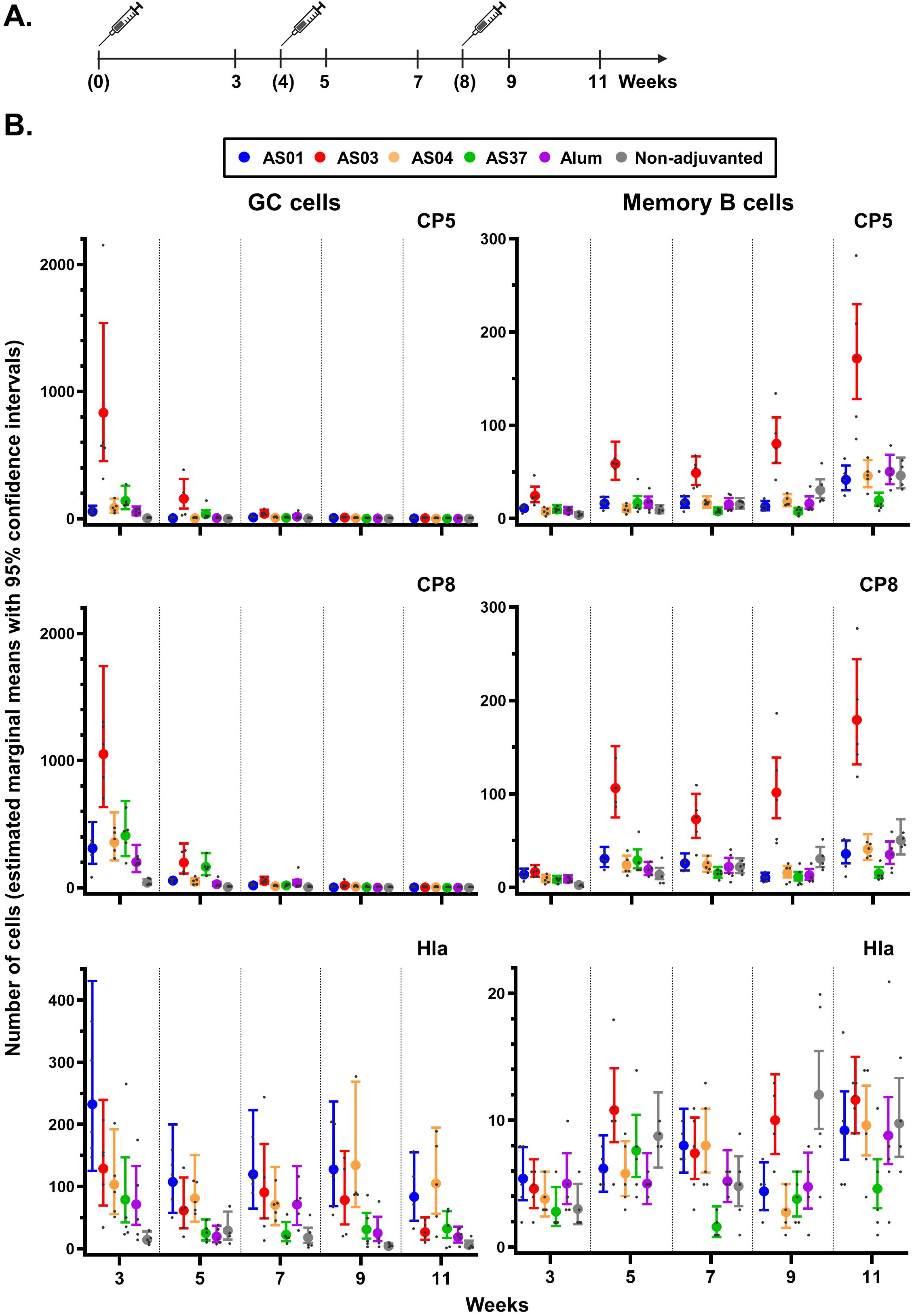 Timeline of vaccine administration across weeks, with graphs showing cell counts of GC and Memory B cells for CP5, CP8, and Hla antigens. Data points represent different adjuvants, including AS01, AS03, AS04, AS37, Alum, and non-adjuvanted. The y-axis indicates cell numbers with 95% confidence intervals, and the x-axis shows weeks. Significant variance is noticeable between adjuvants, with AS03 showing notable values in several graphs.