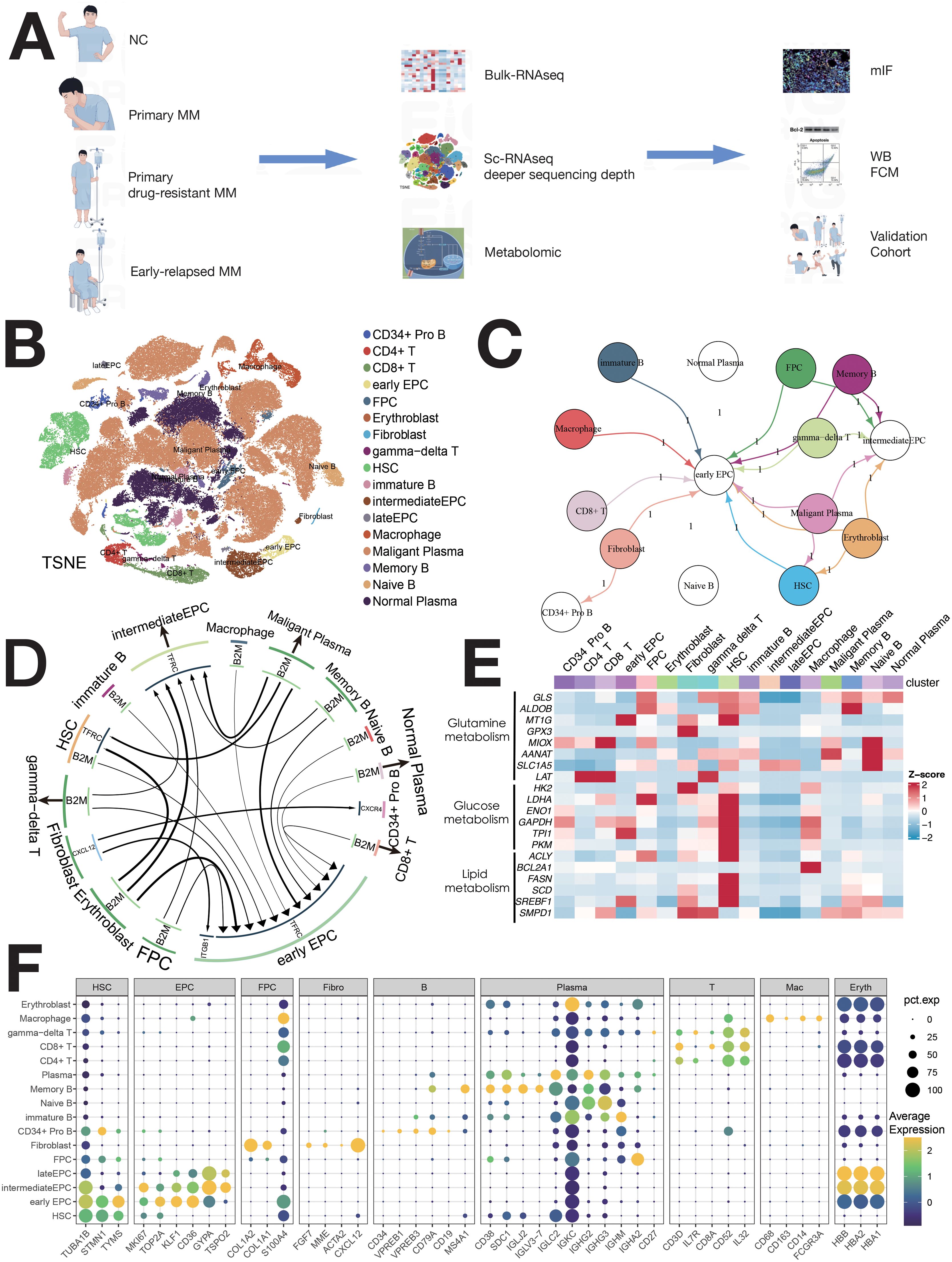 Flowchart and data visualizations related to multiple myeloma (MM) research. Panel A shows various stages of MM and associated research methods, such as RNA sequencing and metabolomics. Panel B is a TSNE plot, showing cell type clusters with labeled cell types. Panel C presents a network diagram of cell interactions. Panel D illustrates a chord diagram of cell-type interactions. Panel E displays a heatmap of metabolic gene expression across cell clusters. Panel F contains dot plots indicating gene expression in various cell types. Each visualization is clearly labeled with corresponding text and symbols.
