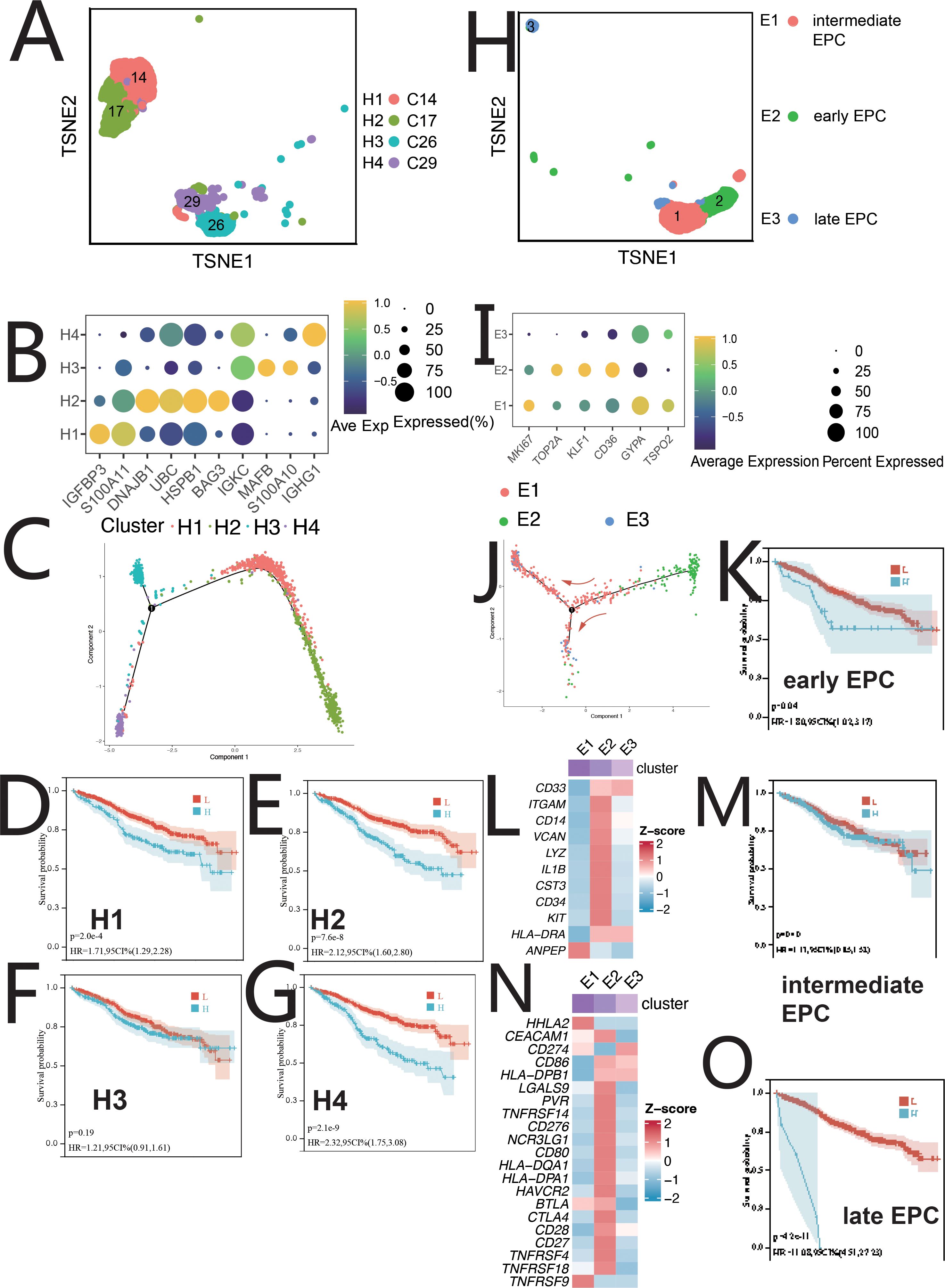 ScRNA-seq data visualization of differentially expressed genes in various clusters and EPC stages using t-SNE plots (A, H), bubble charts (B, I), trajectory analysis (C, J), survival probability graphs (D-G, K, M, O), and heatmaps of gene expression (L, N). Clusters (H1-H4) and EPC stages (E1-E3) are analyzed for survival probabilities and gene expression differences.