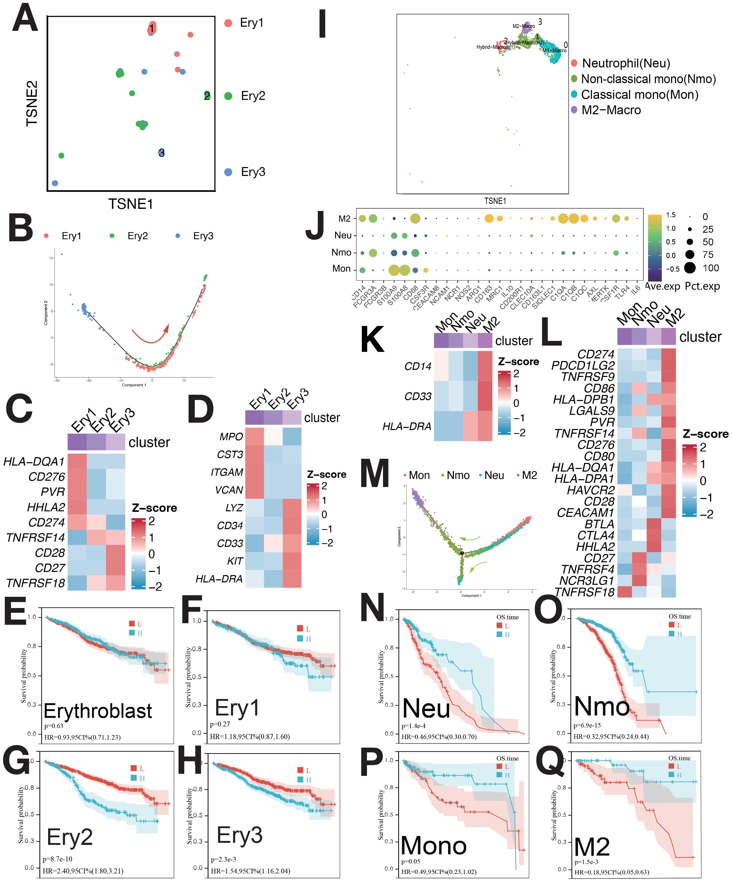 A series of scientific visualizations depicting various analyses of cell clusters. Panel A shows a t-SNE plot with clusters labeled Ery1, Ery2, and Ery3. Panel B presents a component plot illustrating a trajectory between different clusters. Panels C and D display heatmaps of Z-scores for various markers across cell clusters. Panels E, F, G, H, and N-Q include survival probability graphs for the clusters. Panel I features another t-SNE plot detailing macrophage subtypes Ma1, Ma2, Ma3, and M2, with corresponding bubble plot (Panel J) and heatmaps (Panels K and L). Panel M indicates a trajectory plot for clusters M1 to M2.