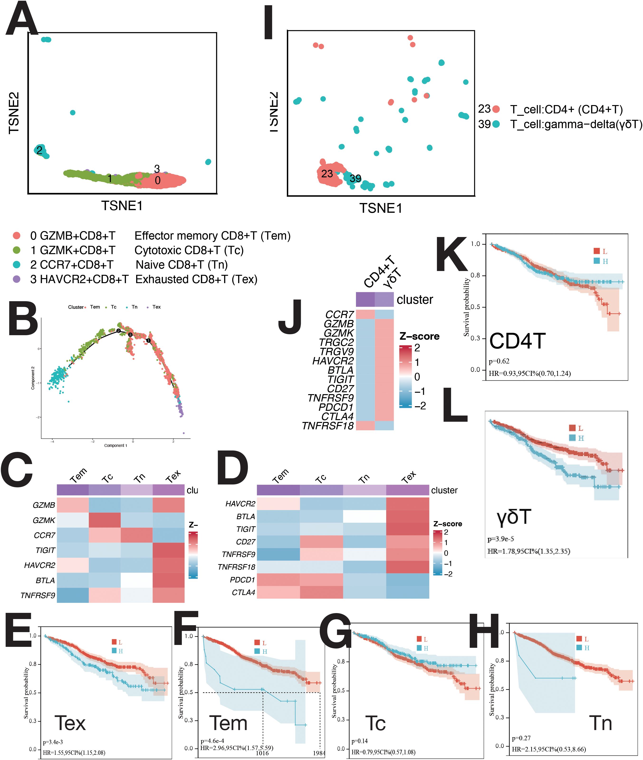 TSNE plots, heatmaps, and survival probability graphs depict different T cell subsets and their associations. Panels A and I show t-SNE distributions of various T cell types, indicating clusters. B shows a UMAP plot. C and D display heatmaps of gene expression with Z-scores across T cell subsets. E to H show survival probability curves for different subsets, with statistical significance noted. J presents a heatmap legend for gene expression. K and L show survival curves for CD4T and γδT cells, highlighting hazard ratios and p-values.