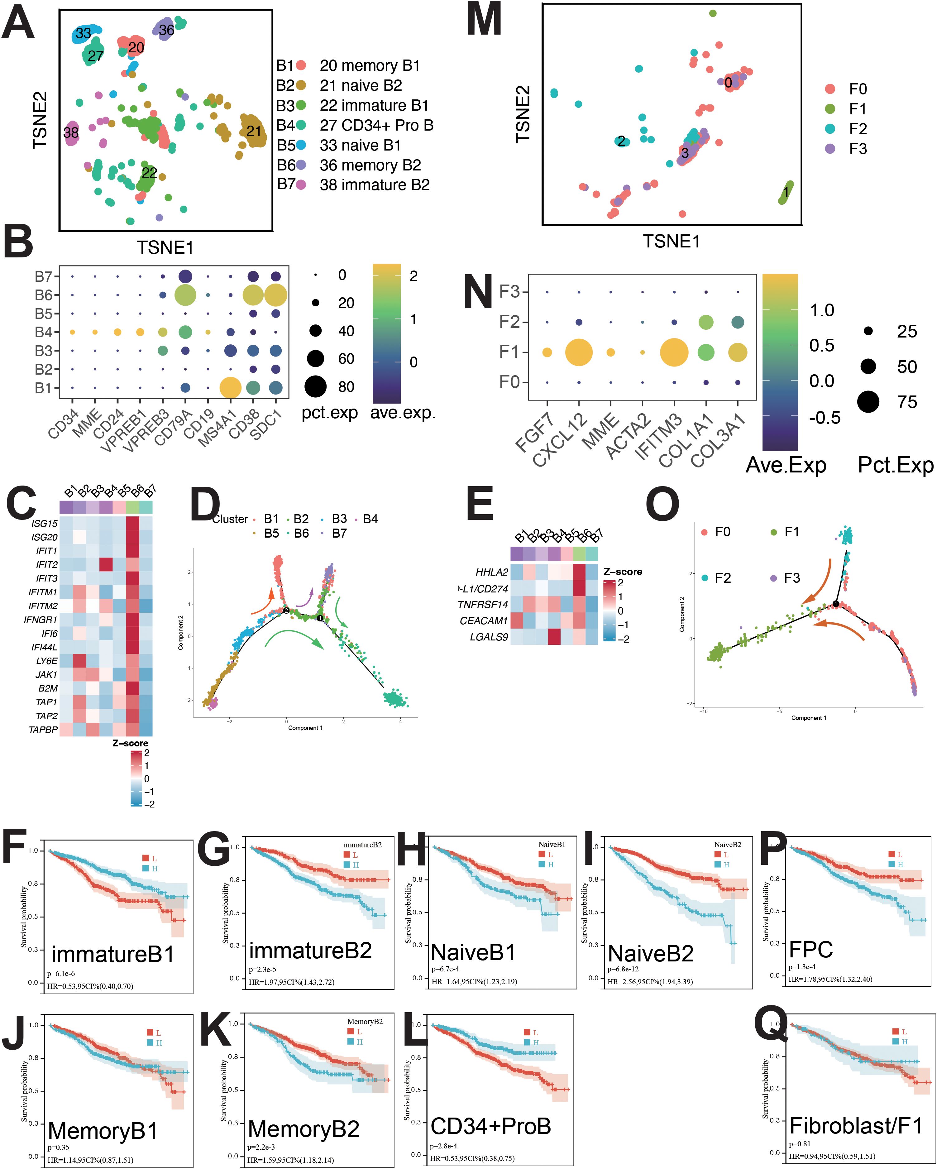 This multi-panel scientific graphic presents data on cell populations and their characteristics. Panel A and M show t-SNE plots with different cell clusters labeled numerically and by color. Panels B and N display dot plots representing gene expression levels with expression percentages and averages. Panels C and E are heatmaps indicating gene expression levels using a Z-score scale. Panel D presents lineage trajectories with cells color-coded by clusters. Panels F to L and P to Q contain Kaplan-Meier survival plots for various cell types, showing differences in survival probability over time with statistics such as p-values and hazard ratios.