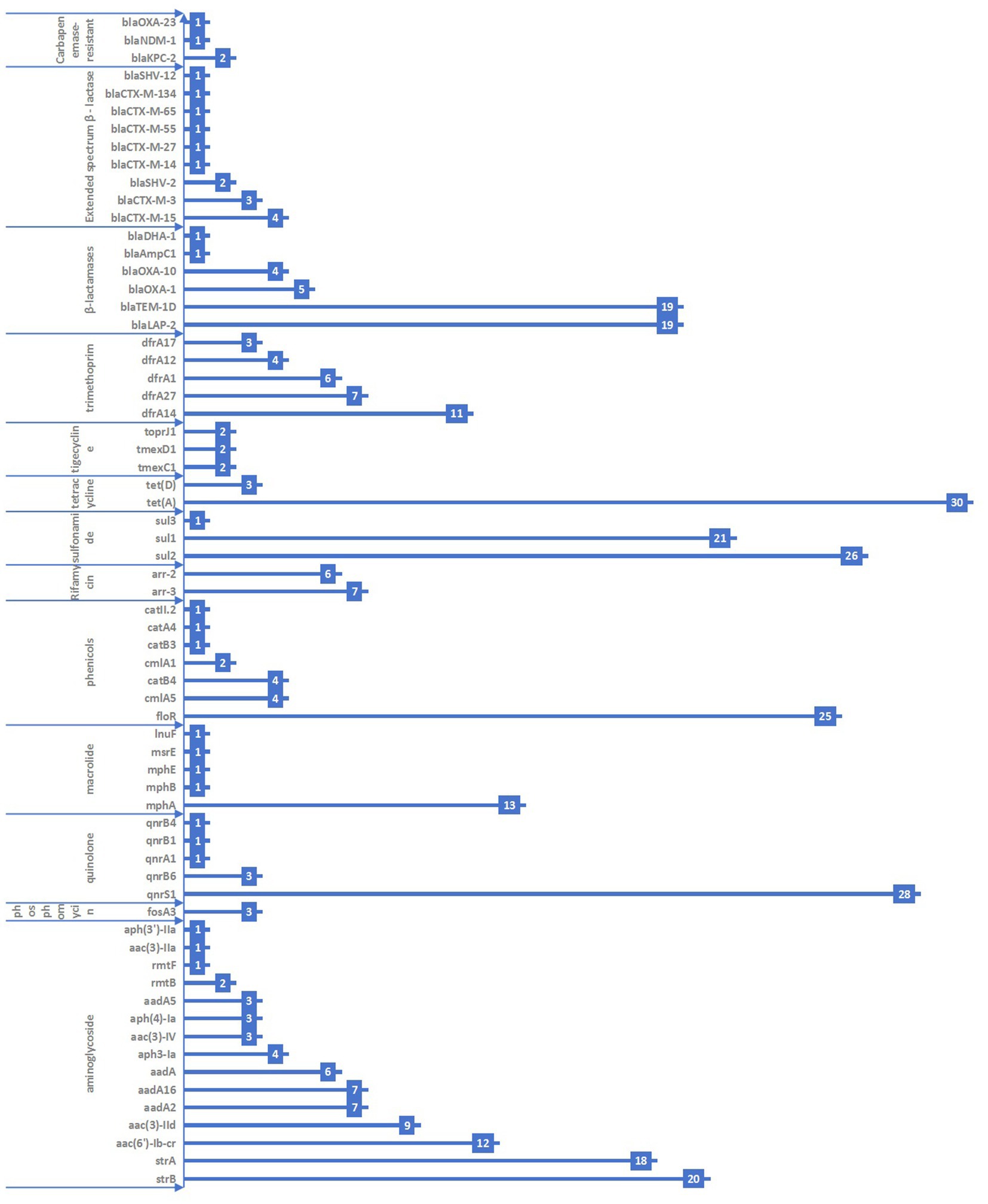 Bar chart depicting various antibiotic resistance genes with the number of occurrences. Genes are grouped by classes such as beta-lactams, sulfonamides, phenicols, macrolides, quinolones, and aminoglycosides. Extended-spectrum beta-lactamases and carbapenem-resistant genes are prominently featured, showing higher occurrences, especially the aminoglycoside class with a maximum value of 30 for the aac(6')-Ib-cr gene. The image illustrates the distribution of different antibiotic resistance mechanisms among bacteria.