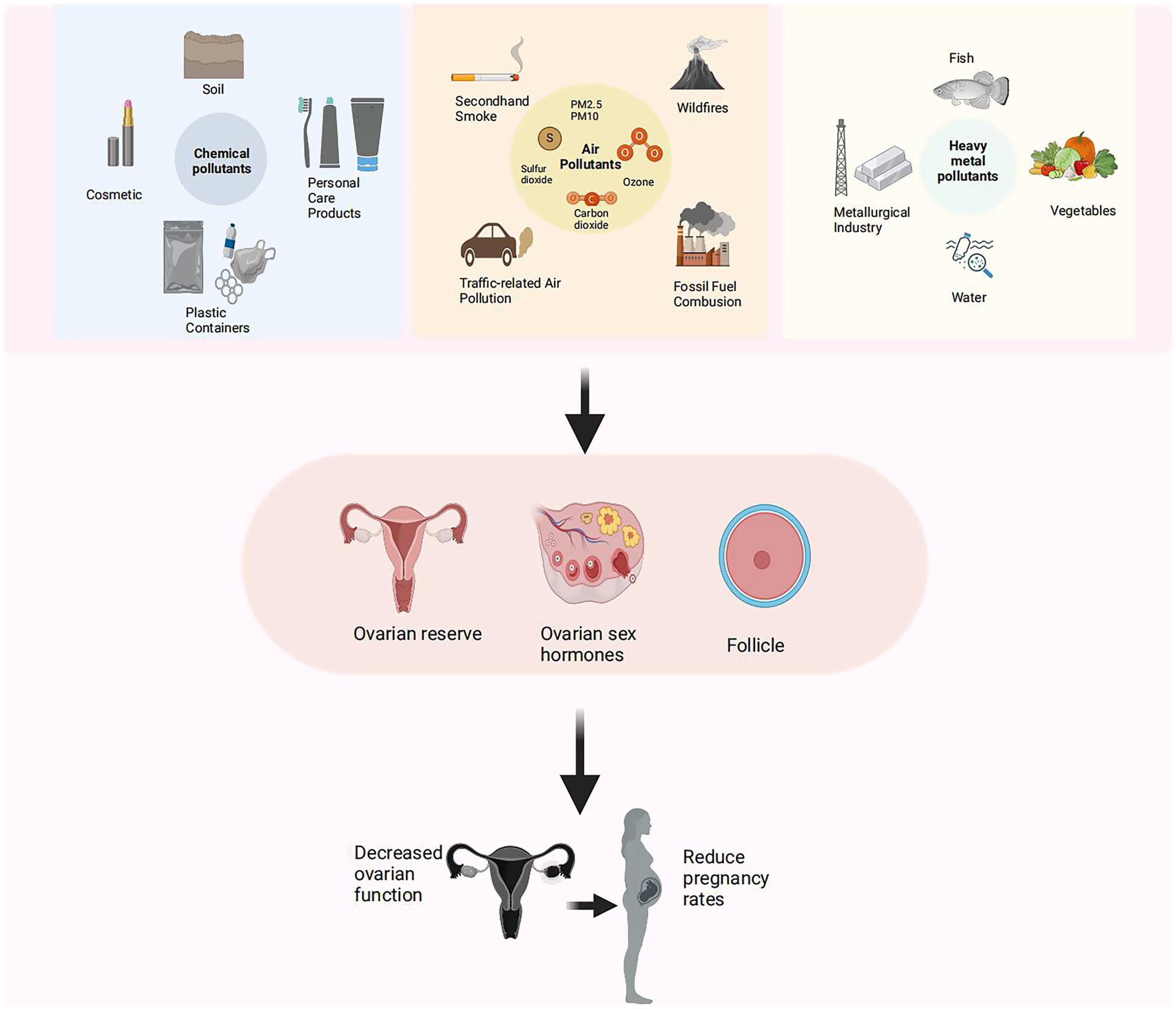 Diagram showing the impact of pollutants on ovarian function. It illustrates chemical, air, and heavy metal pollutants affecting ovarian reserve, sex hormones, and follicles. These lead to decreased ovarian function and reduced pregnancy rates.