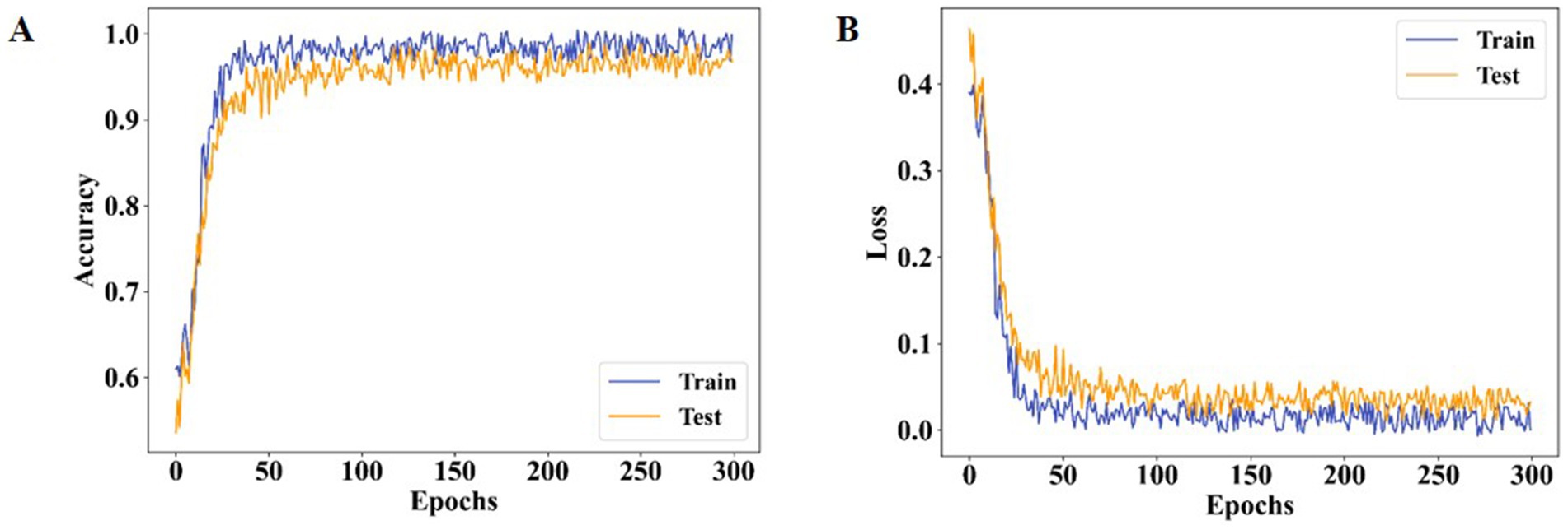 Two line graphs labeled A and B compare training and testing in a model over 300 epochs. Graph A shows accuracy starting at 0.6, peaking near 1.0. Graph B shows loss starting above 0.4, declining asymptotically towards 0. Both graphs have blue lines for training and orange for testing.