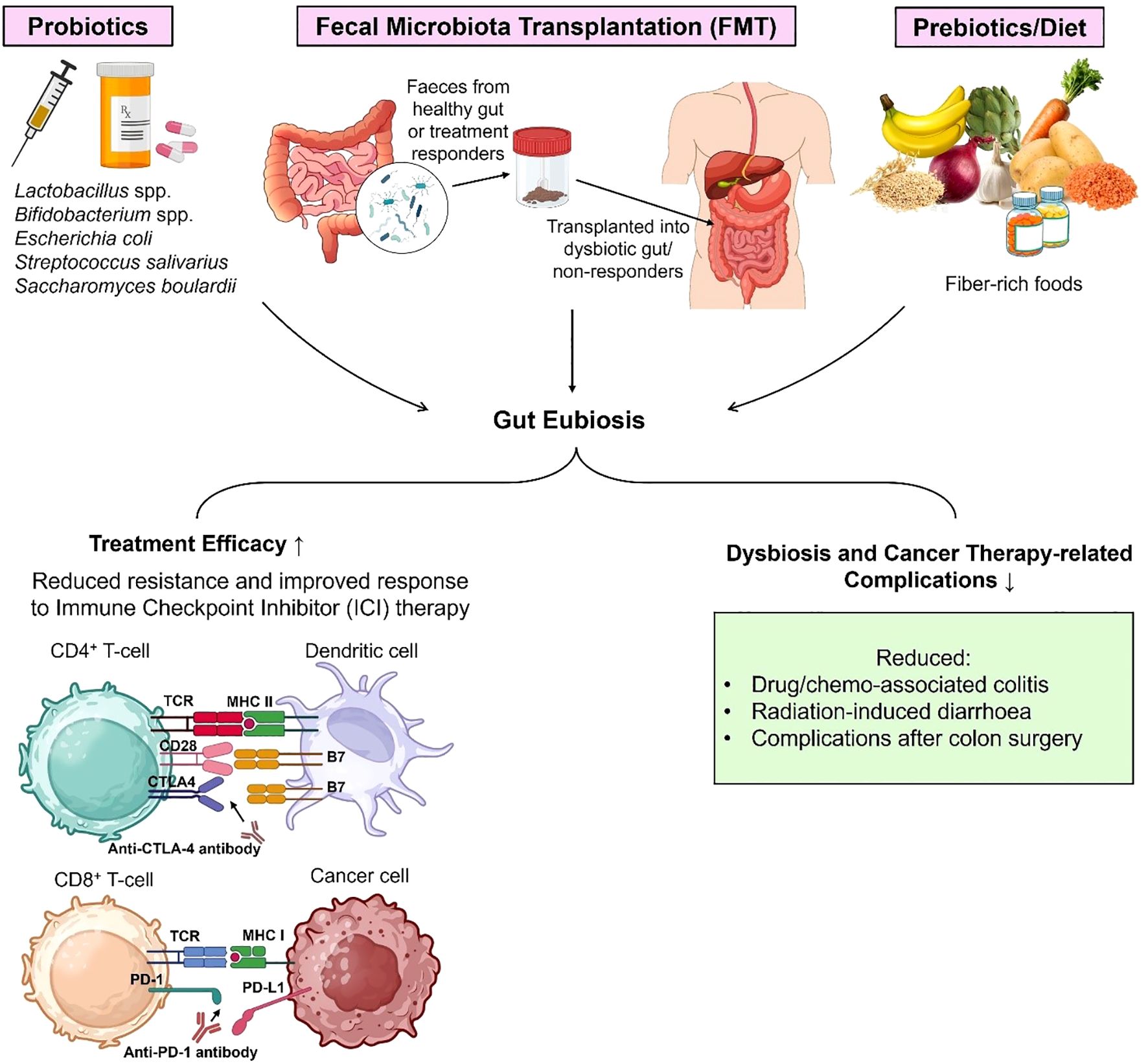 Diagram illustrating methods to achieve gut eubiosis for improved cancer therapy response. It includes probiotics, fecal microbiota transplantation (FMT), and prebiotics/diet. Outcomes show increased treatment efficacy and reduced therapy-related complications, such as colitis and diarrhea. It highlights gut and immune interactions, demonstrating T-cell and cancer cell mechanisms.
