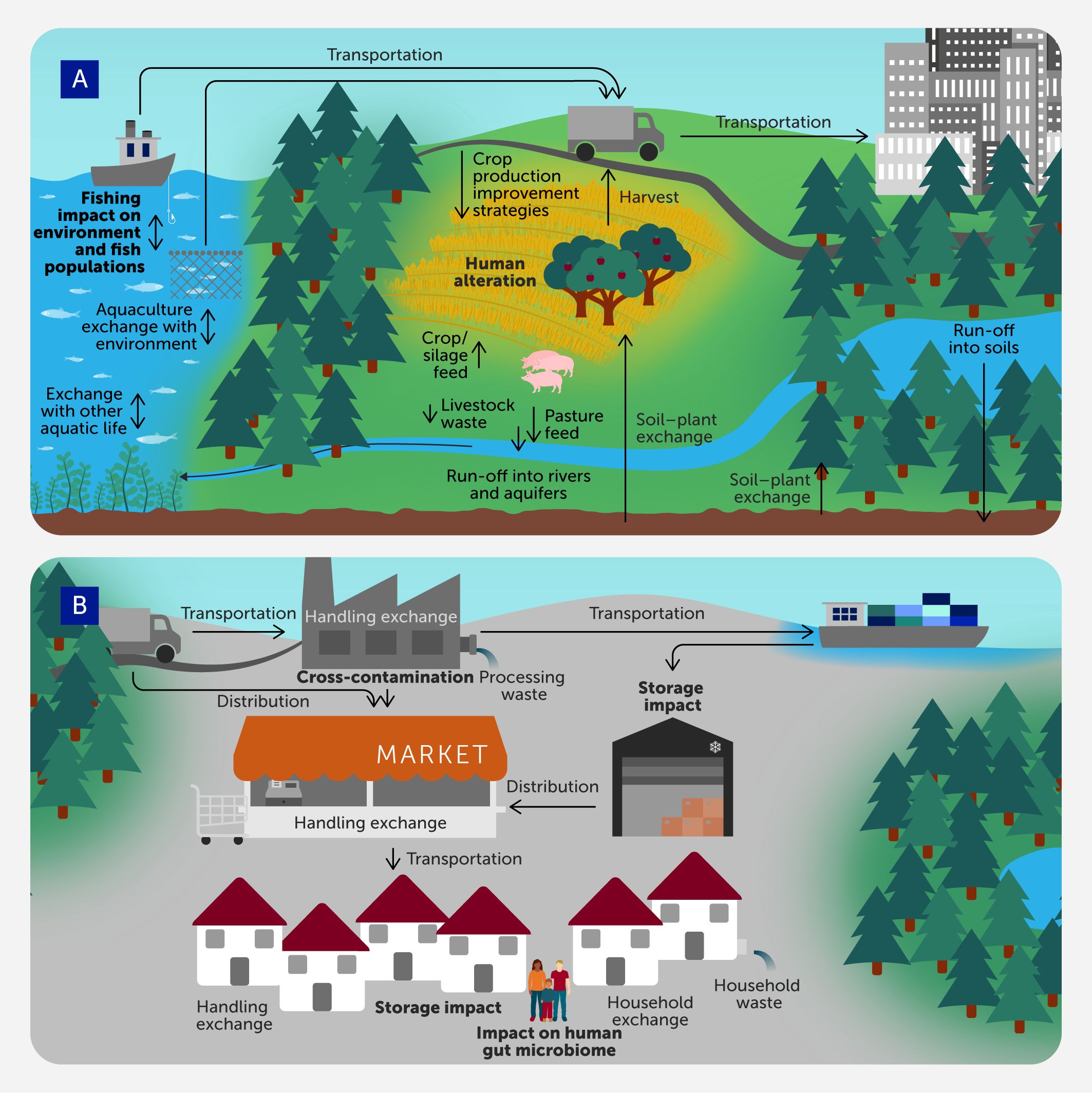 Diagram showing two panels. Panel A illustrates agricultural processes, impacts on aquatic environments, and human alteration. It includes fishing, aquaculture, crop production, livestock, and run-off into water sources. Panel B depicts food supply chain stages including transportation, storage, markets, and household impacts. It highlights cross-contamination, processing waste, storage impact, and the effect on human gut microbiome.