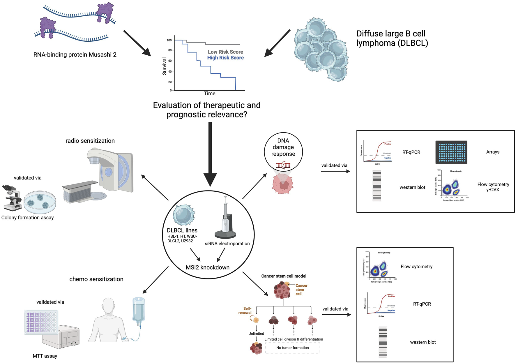 Diagram illustrating the role of RNA-binding protein Musashi 2 in diffuse large B-cell lymphoma (DLBCL). It shows evaluation methods for therapeutic and prognostic relevance, including radio sensitization validated via colony formation assay, chemo sensitization validated via MTT assay, and DNA damage response tested with RT-qPCR, arrays, western blot, and flow cytometry. The process involves MSI2 knockdown using siRNA electroporation on DLBCL cell lines, influencing cancer stem cell models and self-renewal.