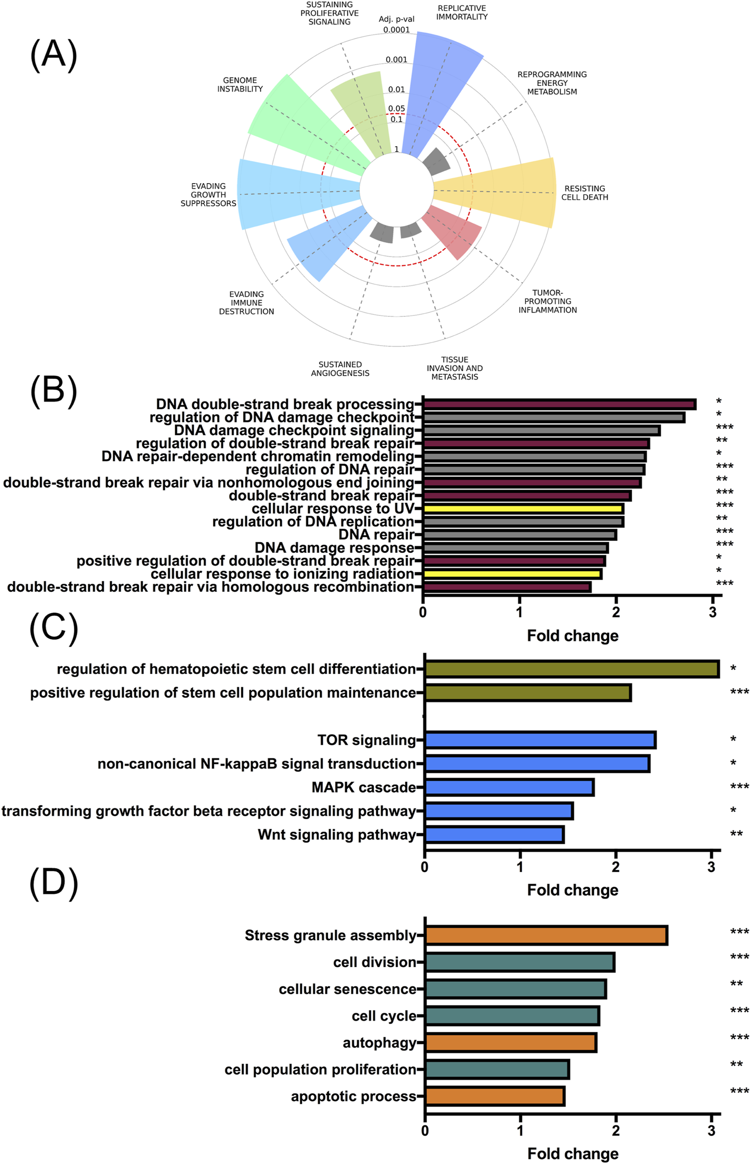 A multi-part image showing: (A) a radar chart with cancer-related hallmarks such as genome instability, replicative immortality, and resisting cell death, with an adjusted p-value scale. (B) a bar chart displaying fold changes in DNA repair processes, with significance levels marked by asterisks. (C) a bar chart highlighting fold changes in stem cell regulation and signaling pathways, with significance levels. (D) a bar chart showing fold changes in processes like stress granule assembly and cell division, with significance levels.