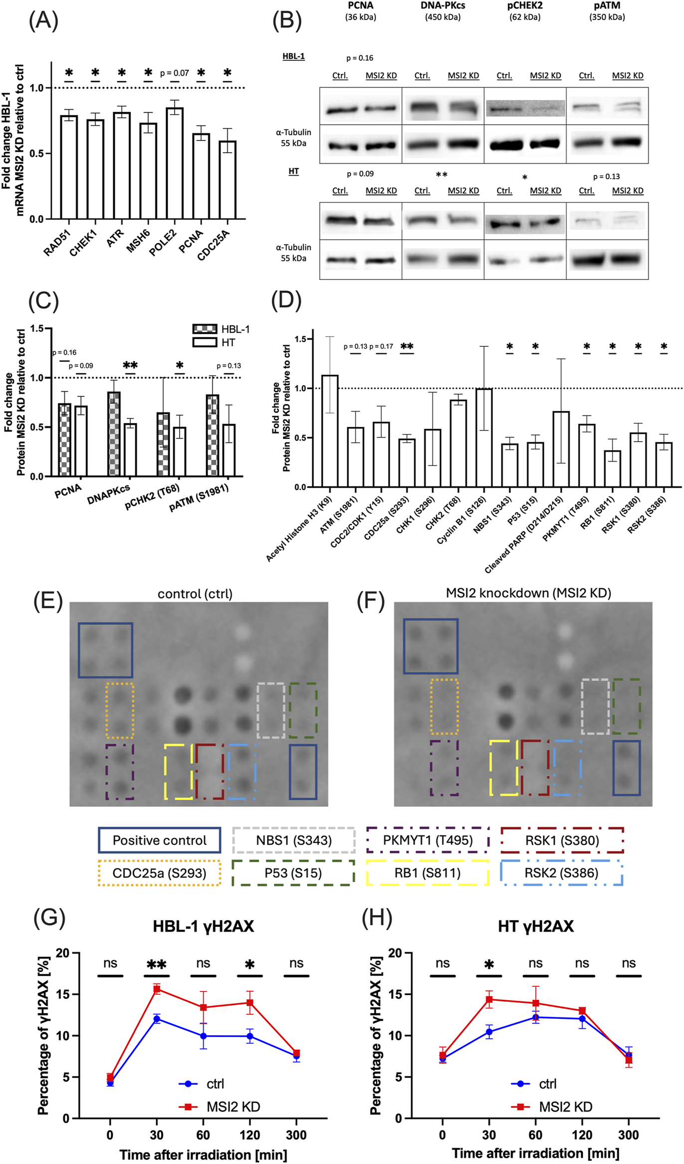 A series of scientific graphs and images representing experimental data. (A) Bar graph showing fold change of mRNA levels in HBL-1 MSI2 knockdown cells relative to control for various genes with statistical significance indicated. (B) Western blot images for protein expression of PCNA, DNA-PKCs, pCHEK2, and pATM in HBL-1 and HT cells with control and MSI2 knockdown; α-Tubulin serves as a loading control. (C) Bar graph of protein fold changes in MSI2 knockdown relative to control for different proteins in HBL-1 and HT. (D) Bar graph showing fold change in various proteins in MSI2 knockdown relative to control. (E and F) Dot blot images showing the distribution of proteins in control and MSI2 knockdown samples, with outlined regions correlating to specific proteins. (G and H) Line graphs depicting the percentage of γH2AX positive cells over time after irradiation in HBL-1 and HT cells, comparing control to MSI2 knockdown. Statistical significance is indicated at specific time points.