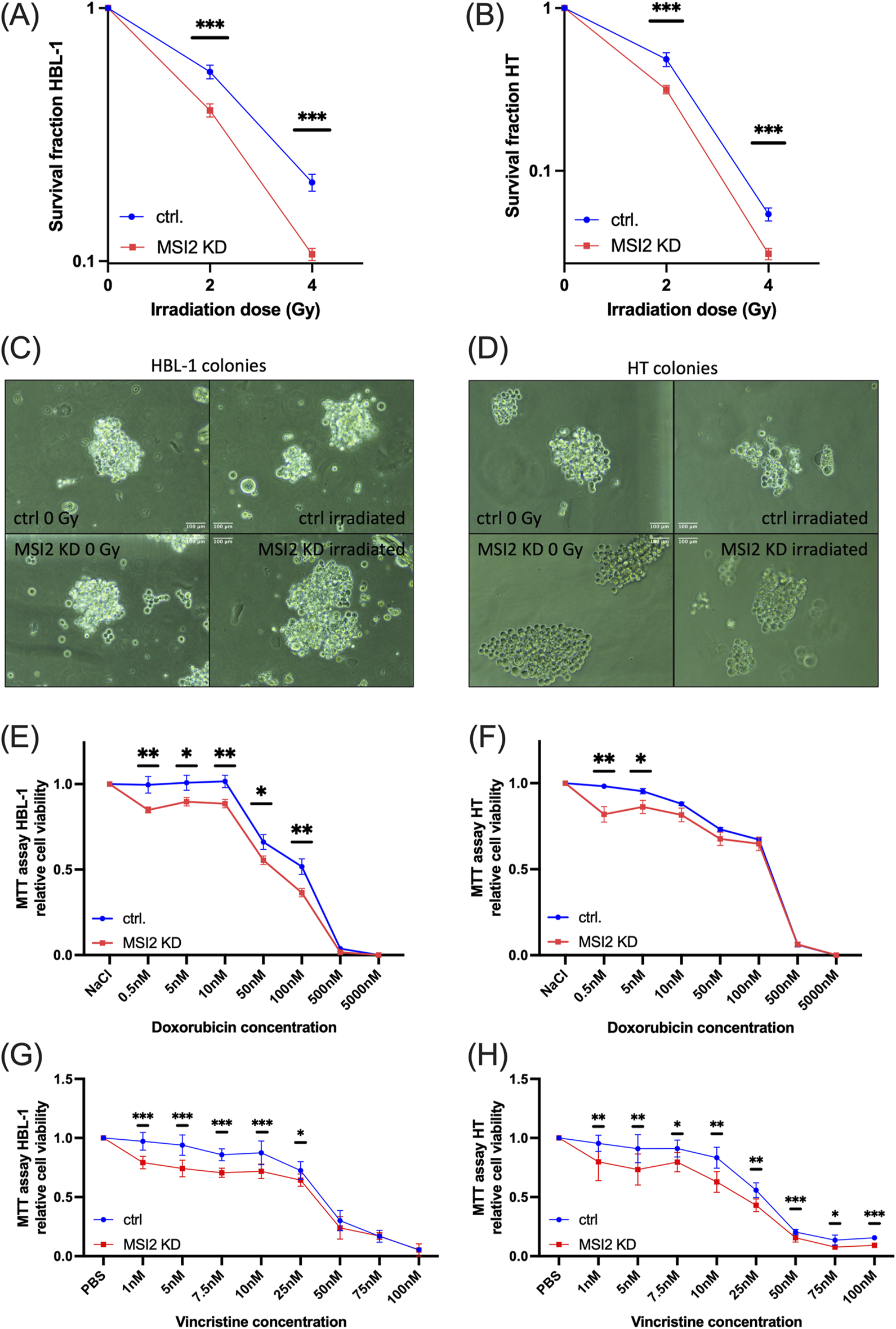 Graphs and microscopic images depict the effects of irradiation and chemotherapy on cell survival and viability. Panels A and B show survival fraction graphs for HBL-1 and HT cells under different irradiation doses. Panels C and D display microscopic images of HBL-1 and HT cell colonies with control and MSI2 KD treatments, with and without irradiation. Panels E and F present MTT assay results for HBL-1 and HT relative cell viability against doxorubicin concentration. Panels G and H display MTT assay results against vincristine concentration. Statistical significance is indicated by asterisks.