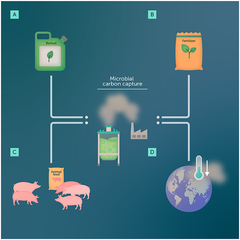 Figure 1 - Microbial carbon capture involves growing tiny living organisms that can turn CO2 from factories or power plants into useful products, including: (A) biodiesel, a renewable fuel that could replace fossil fuels like gasoline or diesel for powering vehicles or machinery; (B) environmentally friendly fertilizers for farm crops; and (C) protein-rich feeds for farm animals.