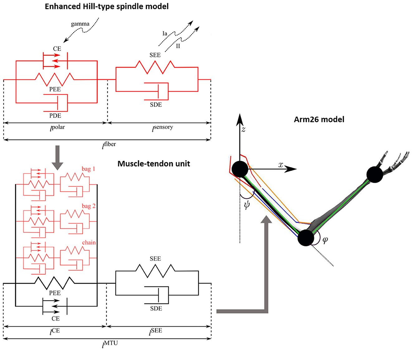 Diagram showing an enhanced Hill-type spindle model and a muscle-tendon unit on the left. It includes components like CE, PEE, PDE, SEE, and SDE. On the right, there's the Arm26 model showing a simplified human arm with two joints and axis indications for z and x.