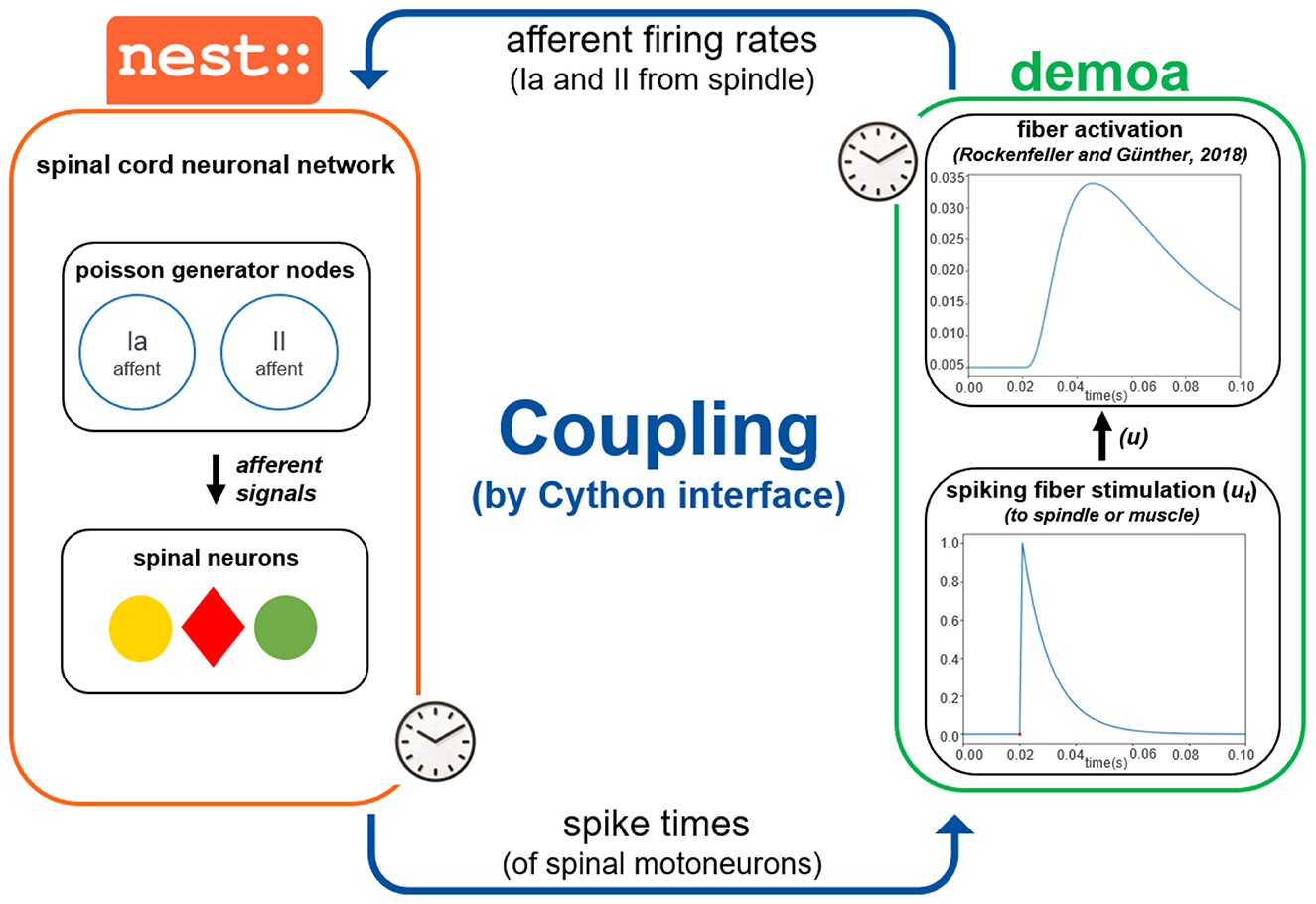 Diagram illustrating coupling between NEST and demoa simulators. On the left, the spinal cord network in NEST includes Poisson generator nodes for Ia and II afferents, which send signals to spinal neurons. On the right, in the demoa simulator, it shows fiber activation and spiking fiber stimulation graphs. The system is linked by afferent firing rates and spike times, processed by a Cython interface.