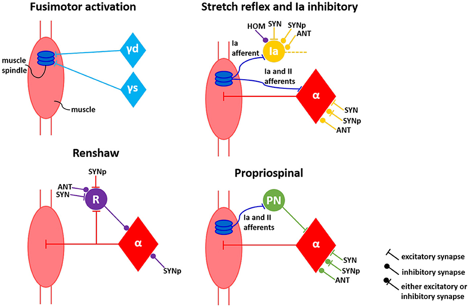 Diagram illustrating five neural circuits related to muscle function: Fusimotor activation, Stretch reflex and Ia inhibitory, Renshaw, and Propriospinal. Each circuit depicts connections between muscle spindle afferents, interneurons, and motoneurons, highlighting excitatory and inhibitory synapses.