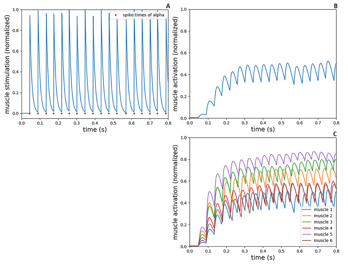Three graphs showing muscle activity over time. Graph A displays normalized muscle stimulation with spikes at intervals, marked by red dots. Graph B shows a single line of muscle activation increasing in amplitude over time. Graph C illustrates activation of six muscles, each in different colors, with varied amplitudes over the same time frame.