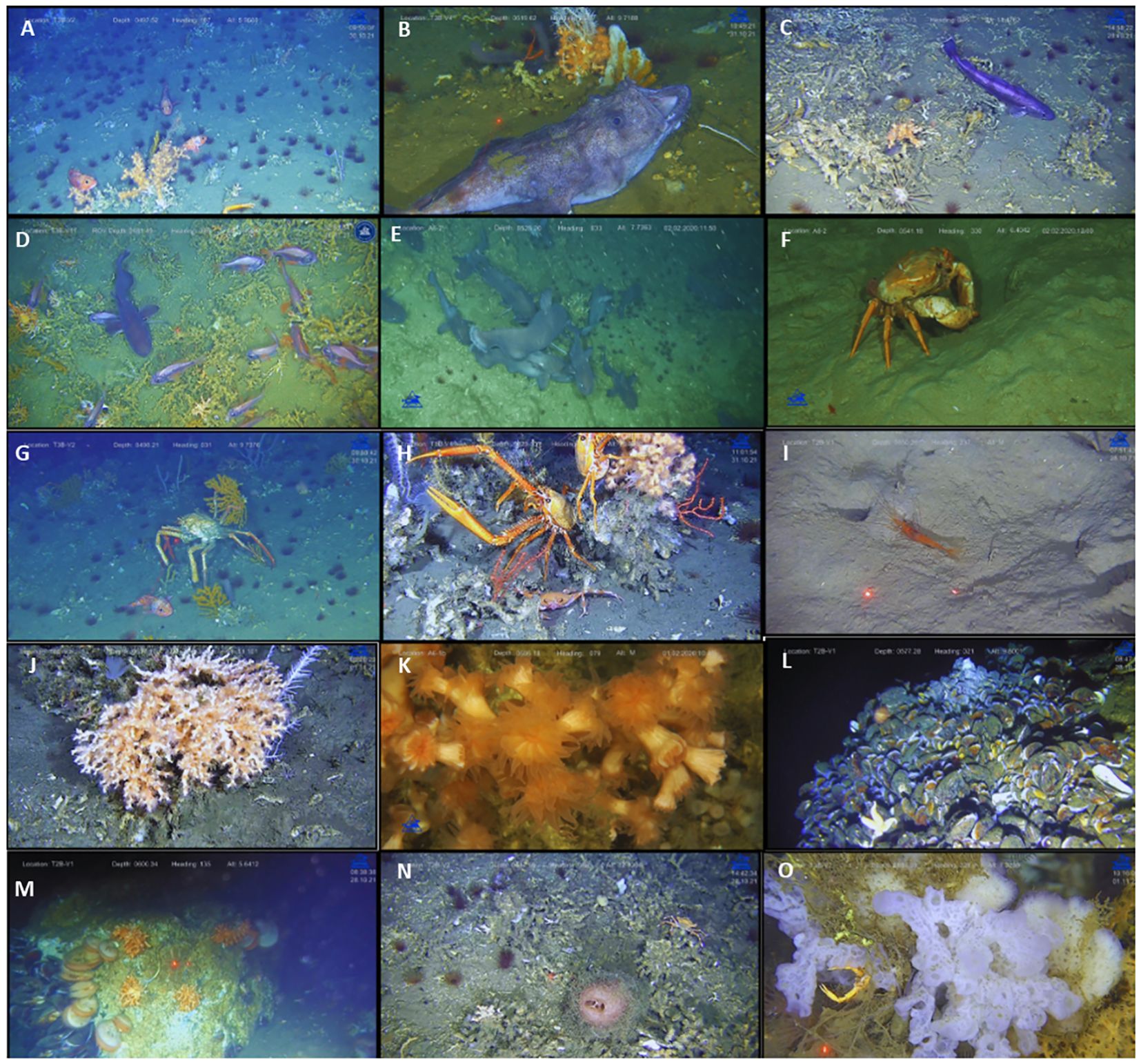 A series of underwater images showcasing various marine life and seafloor environments. Panel A shows a diverse seafloor habitat. Panel B features a large fish near a coral. Panel C displays a purple fish among corals. Panel D shows a group of fish swimming above the ocean floor. Panel E shows a small shark resting on the seabed. Panel F presents a crab in a sandy area. Panel G shows a large crab with extended legs. Panel H displays a crab near colorful corals. Panel I shows a small crustacean on sandy terrain. Panel J captures a white coral. Panel K features orange corals. Panel L shows a cluster of blue mussels. Panel M presents a vivid coral formation. Panel N shows an area with a small, circular sponge and sediments. Panel O features pale corals with a small fish.