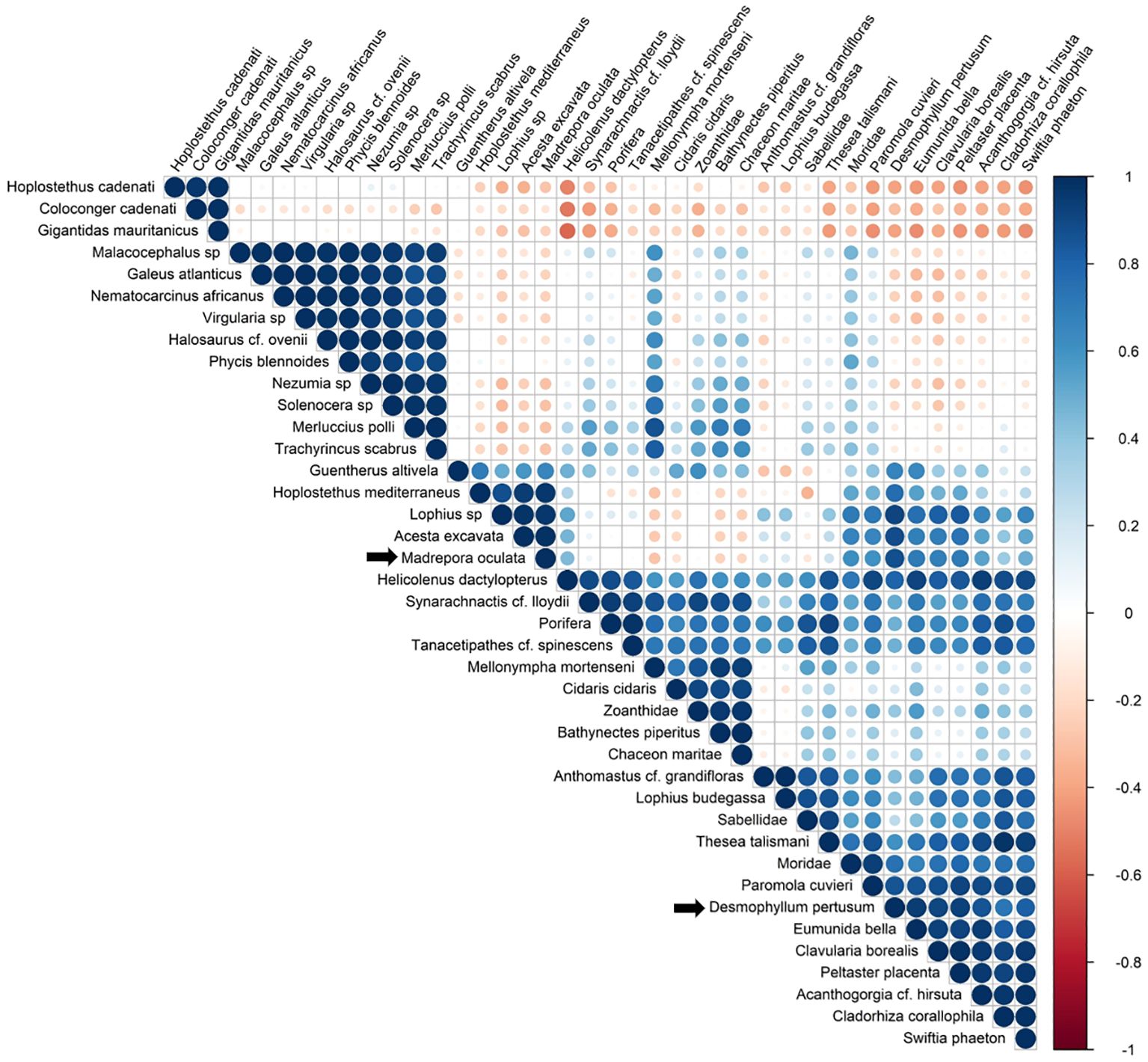 A correlation matrix displaying relationships among various marine species. The matrix is color-coded with a gradient from blue to red, representing values from 1 to -1. Darker blue circles indicate strong positive correlations, while red signifies negative correlations. The species names are listed on both axes. Arrows highlight “Madrepora oculata” and “Desmophyllum pertusum.